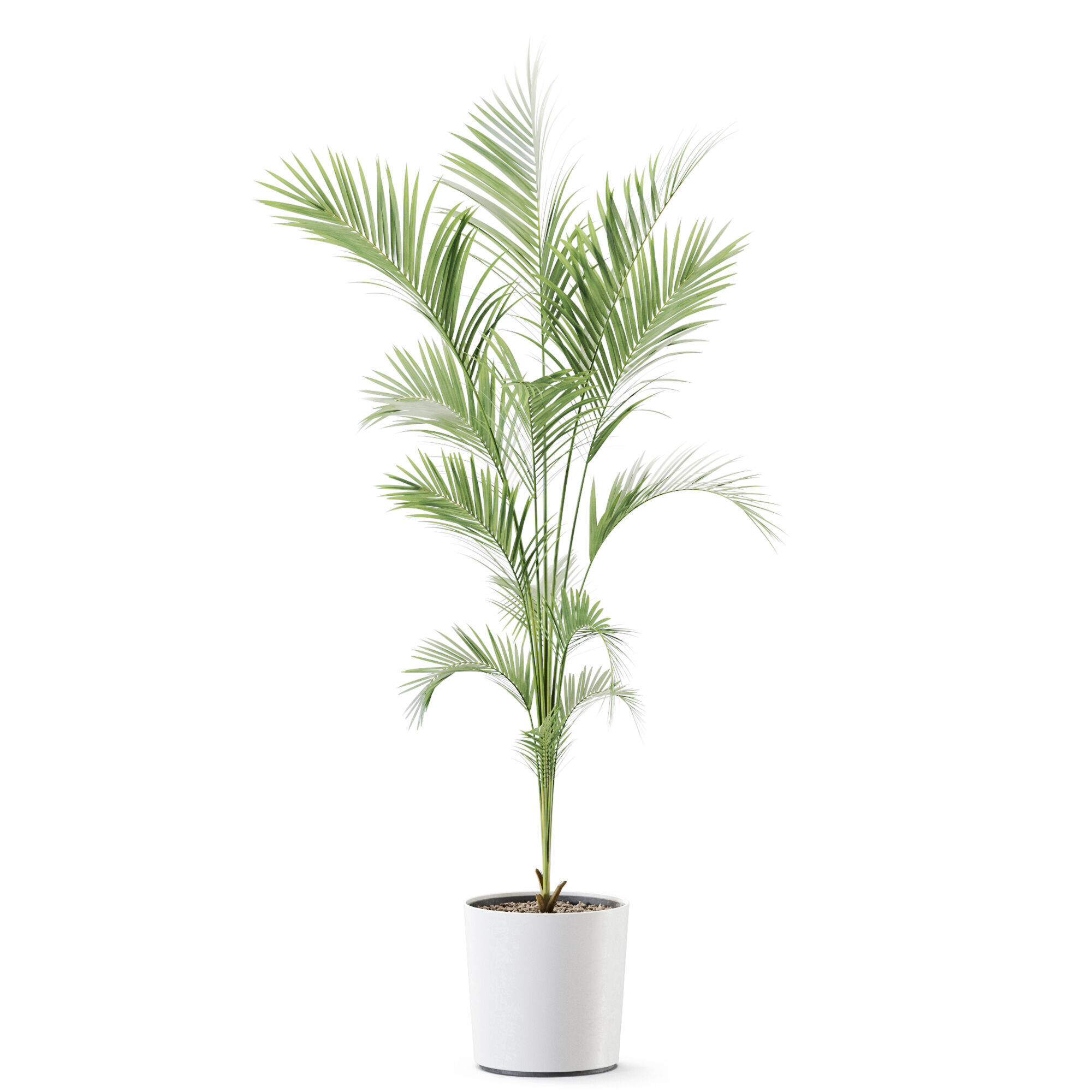 Plant 1248 3D model_1