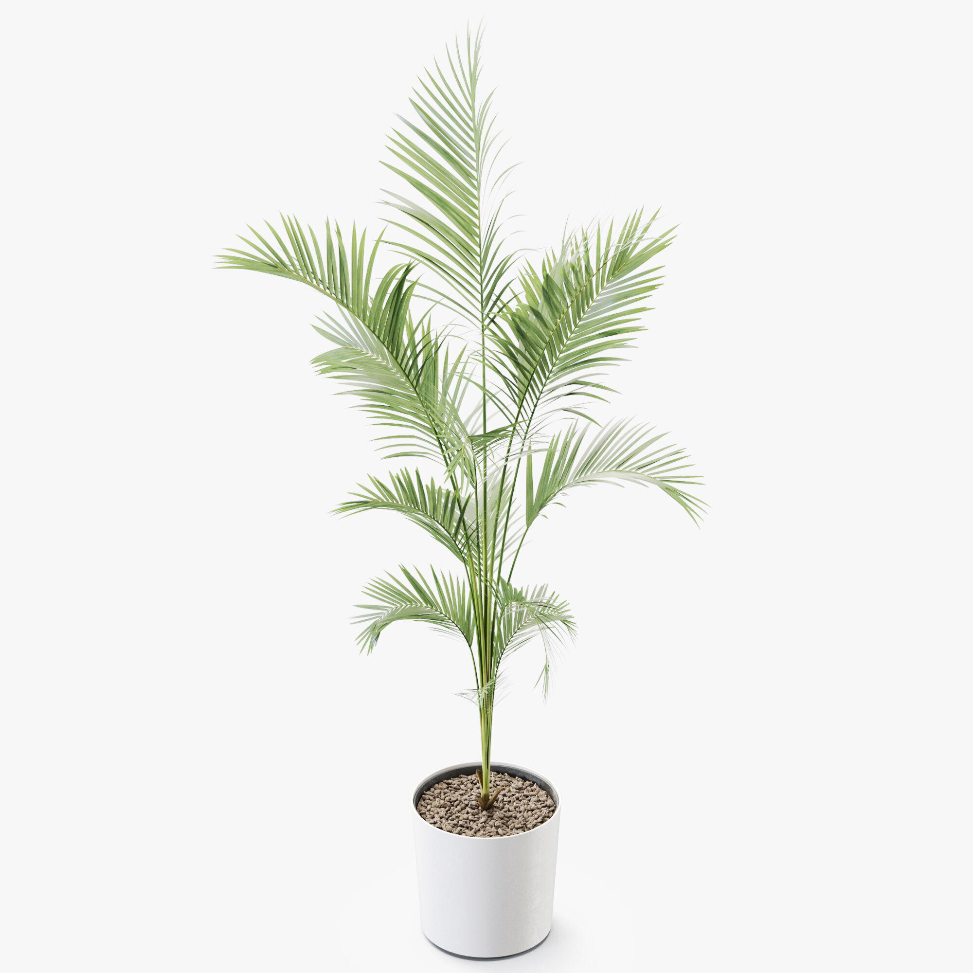 Plant 1248 3D model_3