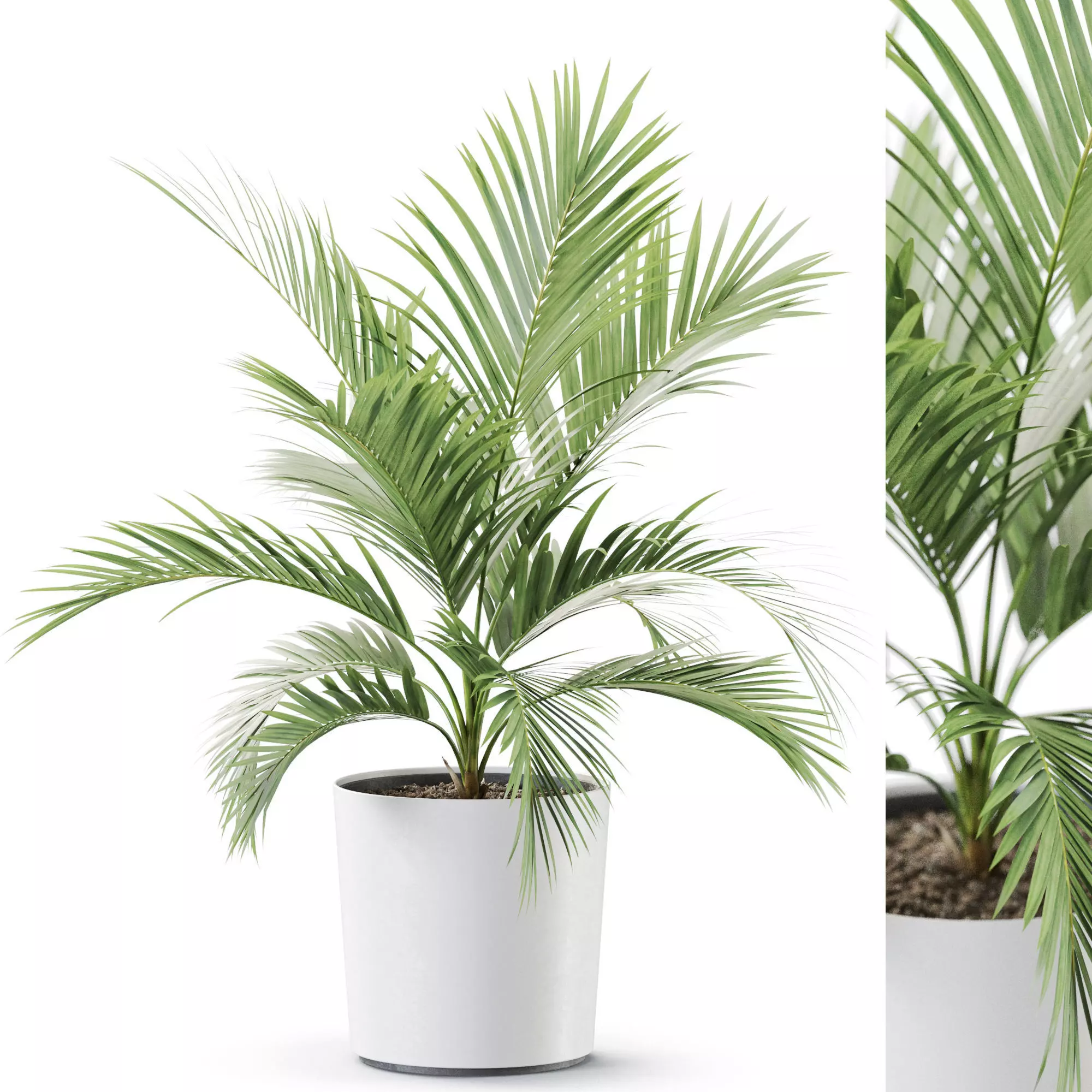 Plant 1249 3D model_0