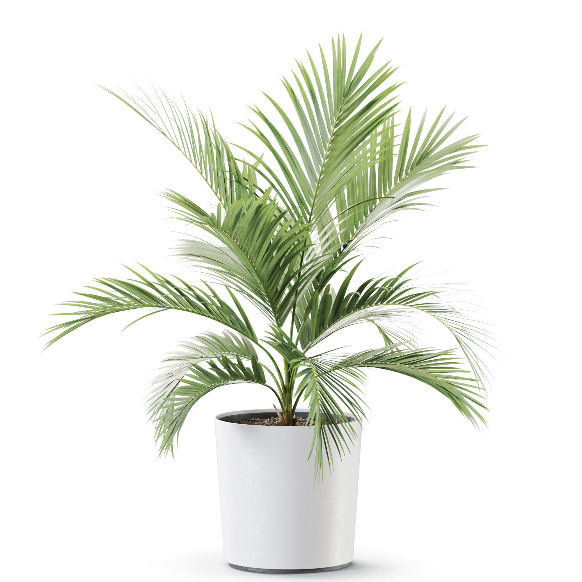 Plant 1249 3D model_1