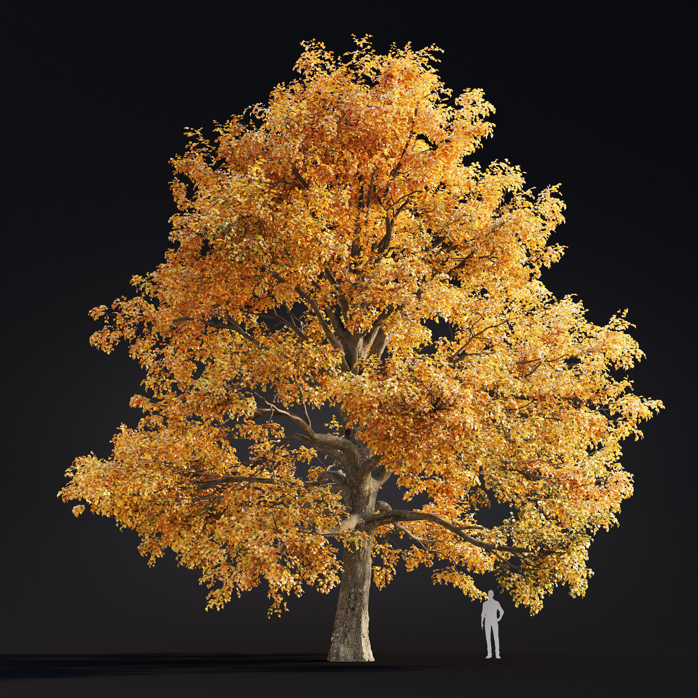 Archmodels vol 299 - summer and autumn trees 3D model_51