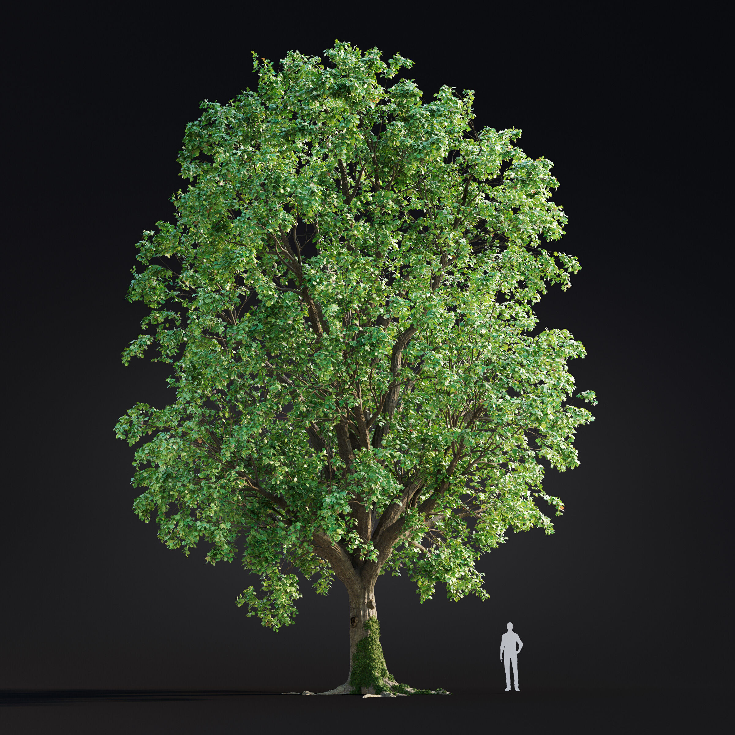 Archmodels vol 299 - summer and autumn trees 3D model_10