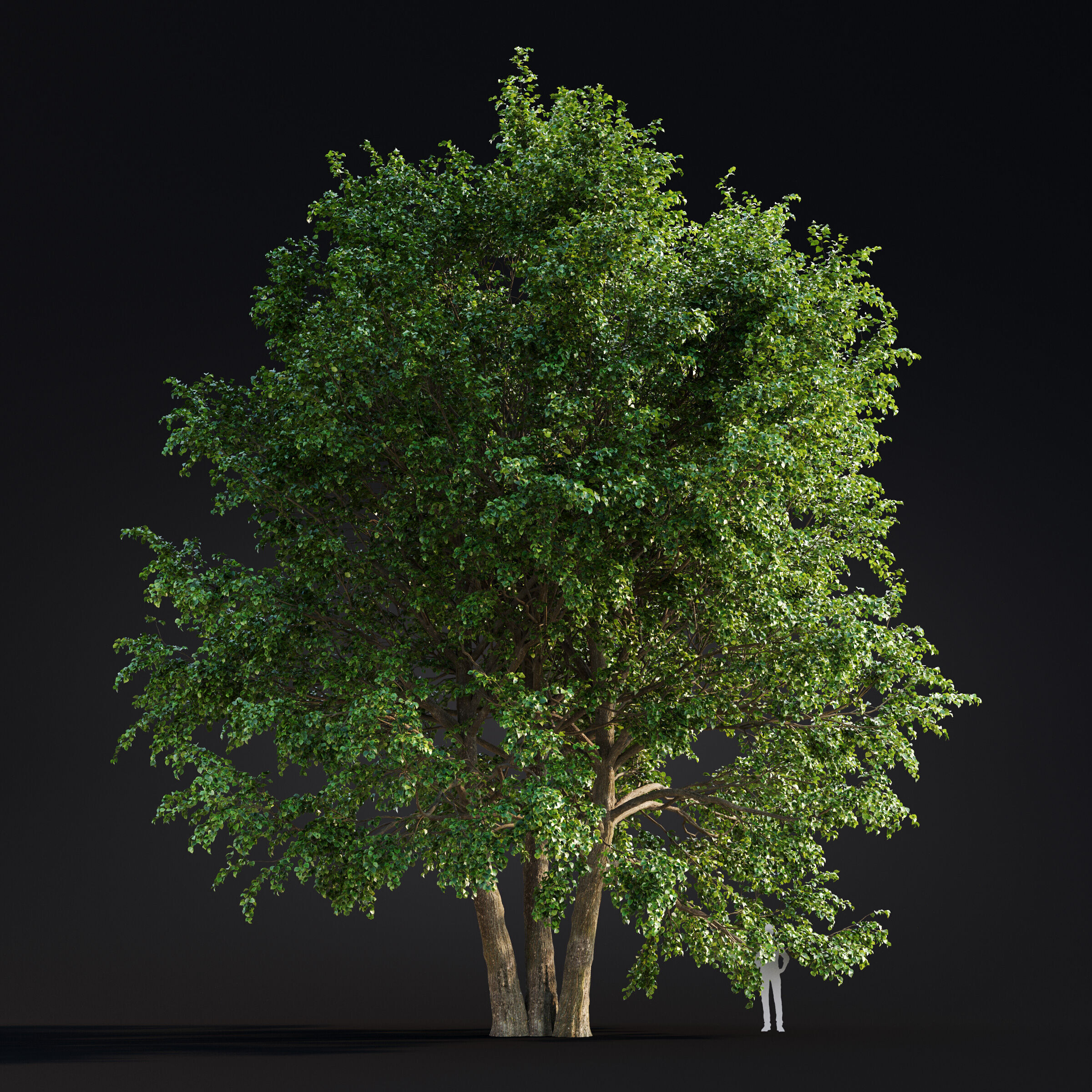 Archmodels vol 299 - summer and autumn trees 3D model_42