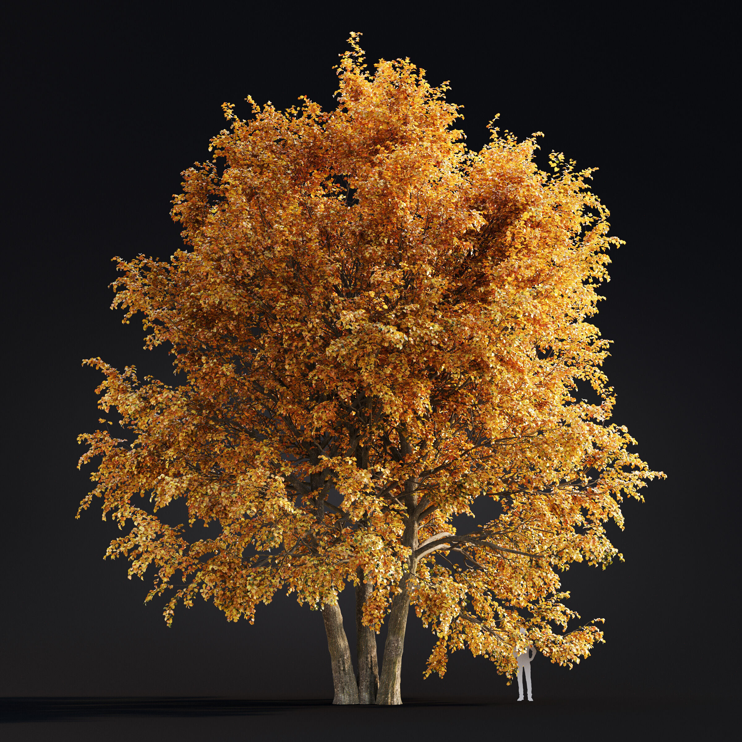 Archmodels vol 299 - summer and autumn trees 3D model_43