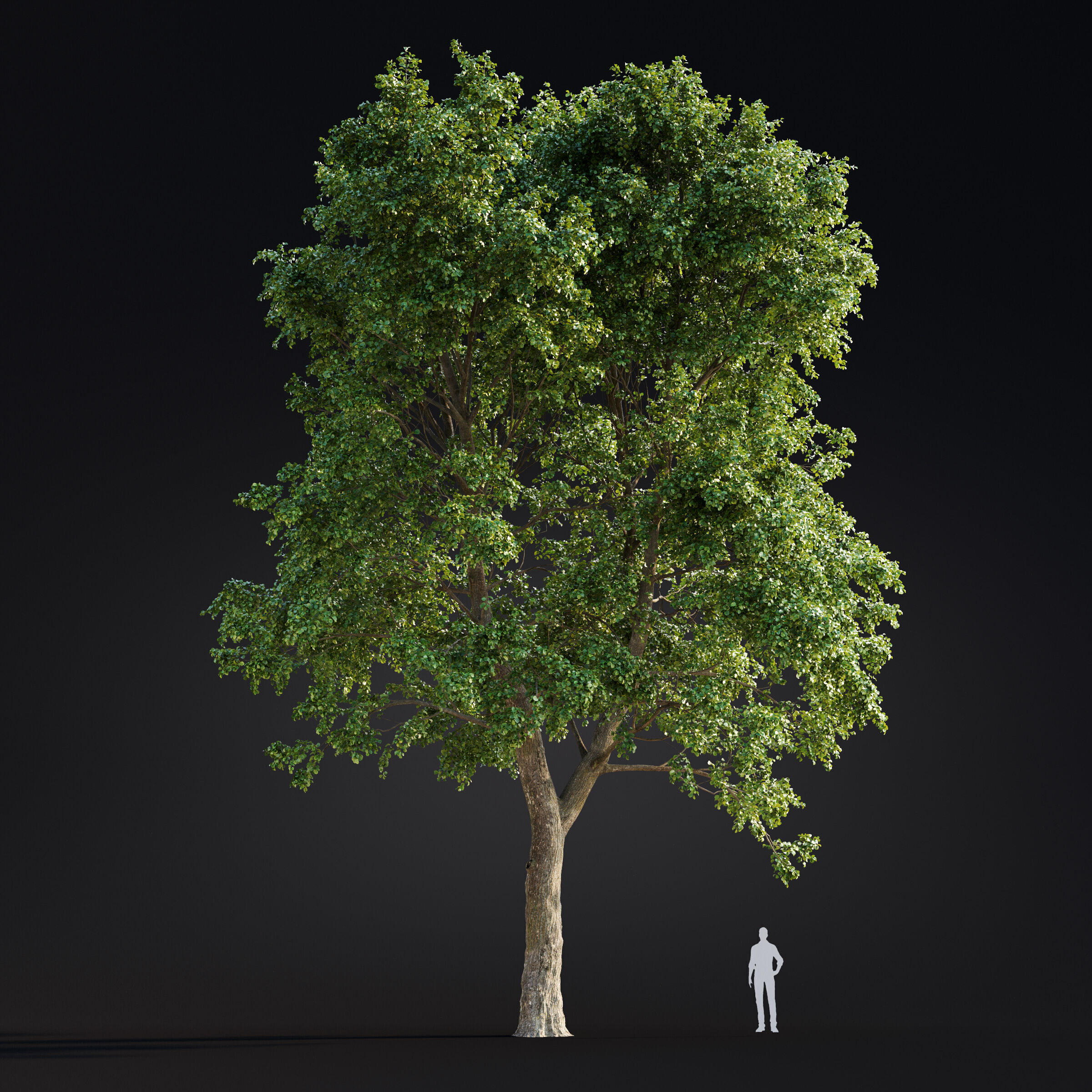 Archmodels vol 299 - summer and autumn trees 3D model_40