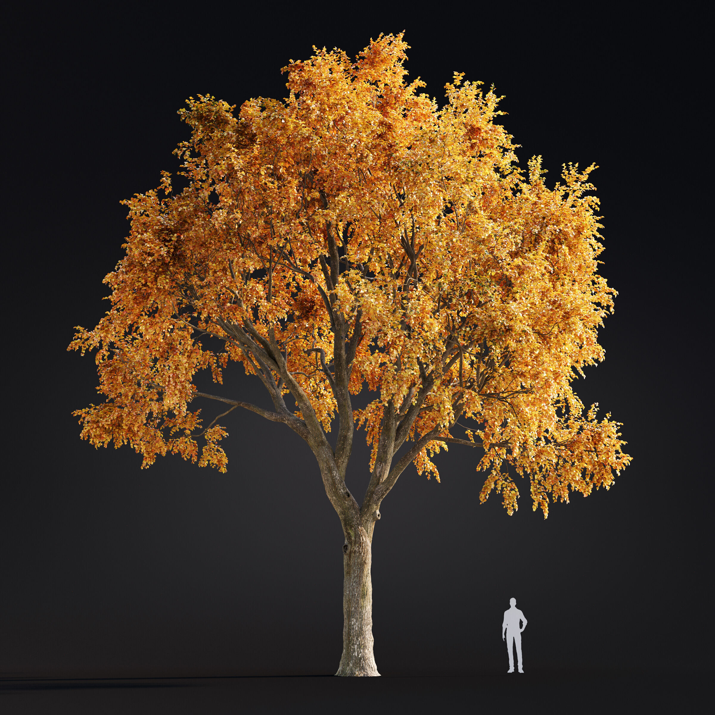 Archmodels vol 299 - summer and autumn trees 3D model_47