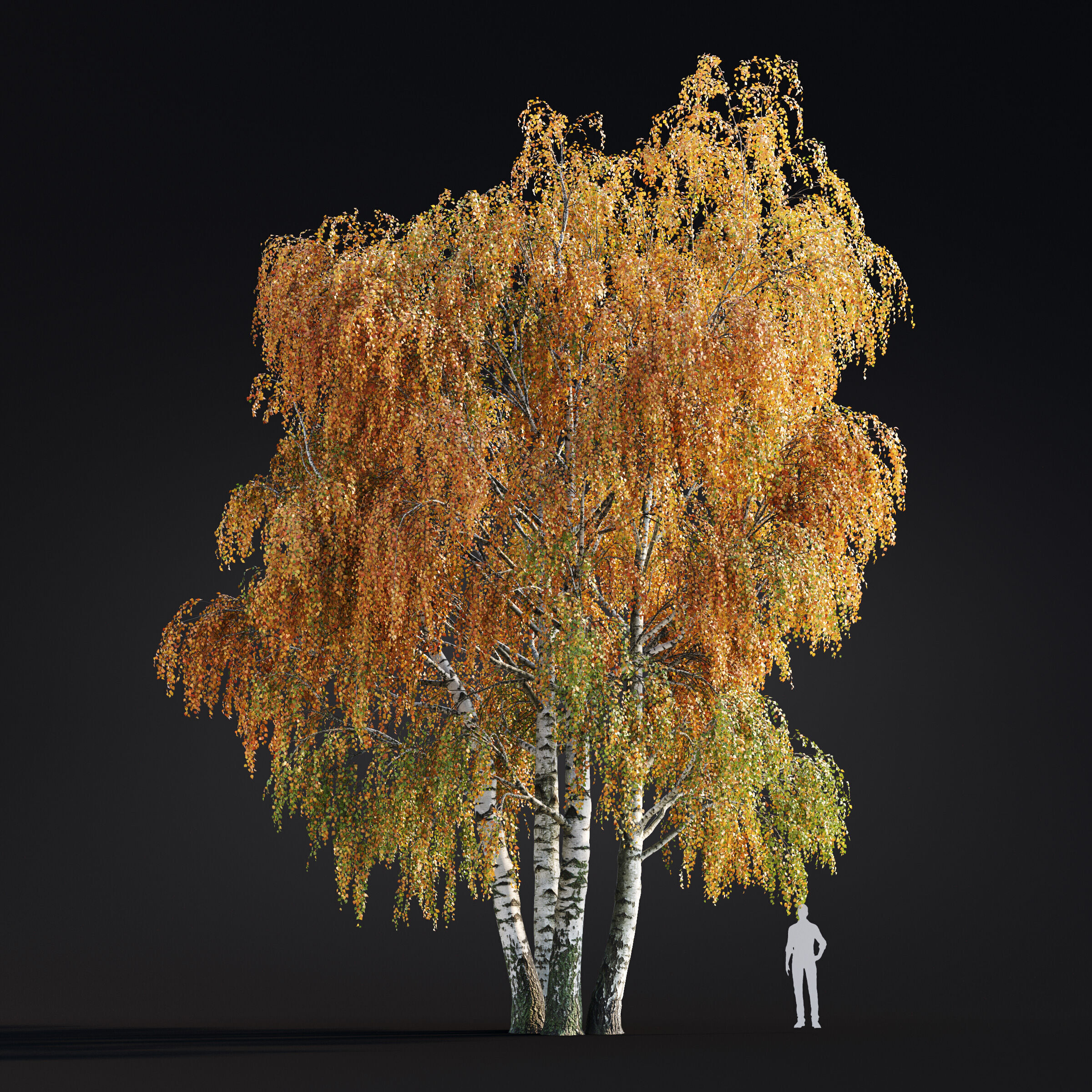 Archmodels vol 299 - summer and autumn trees 3D model_17