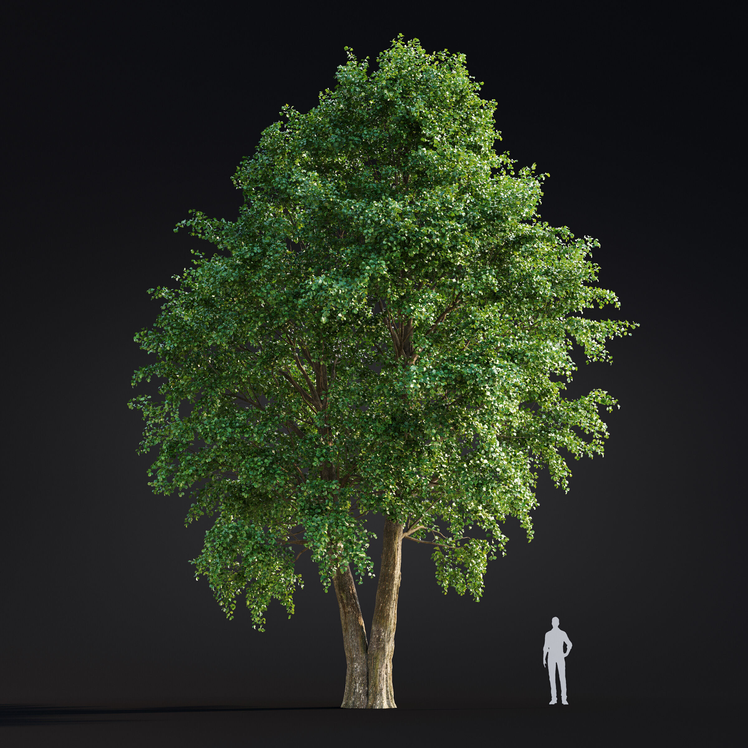 Archmodels vol 299 - summer and autumn trees 3D model_36