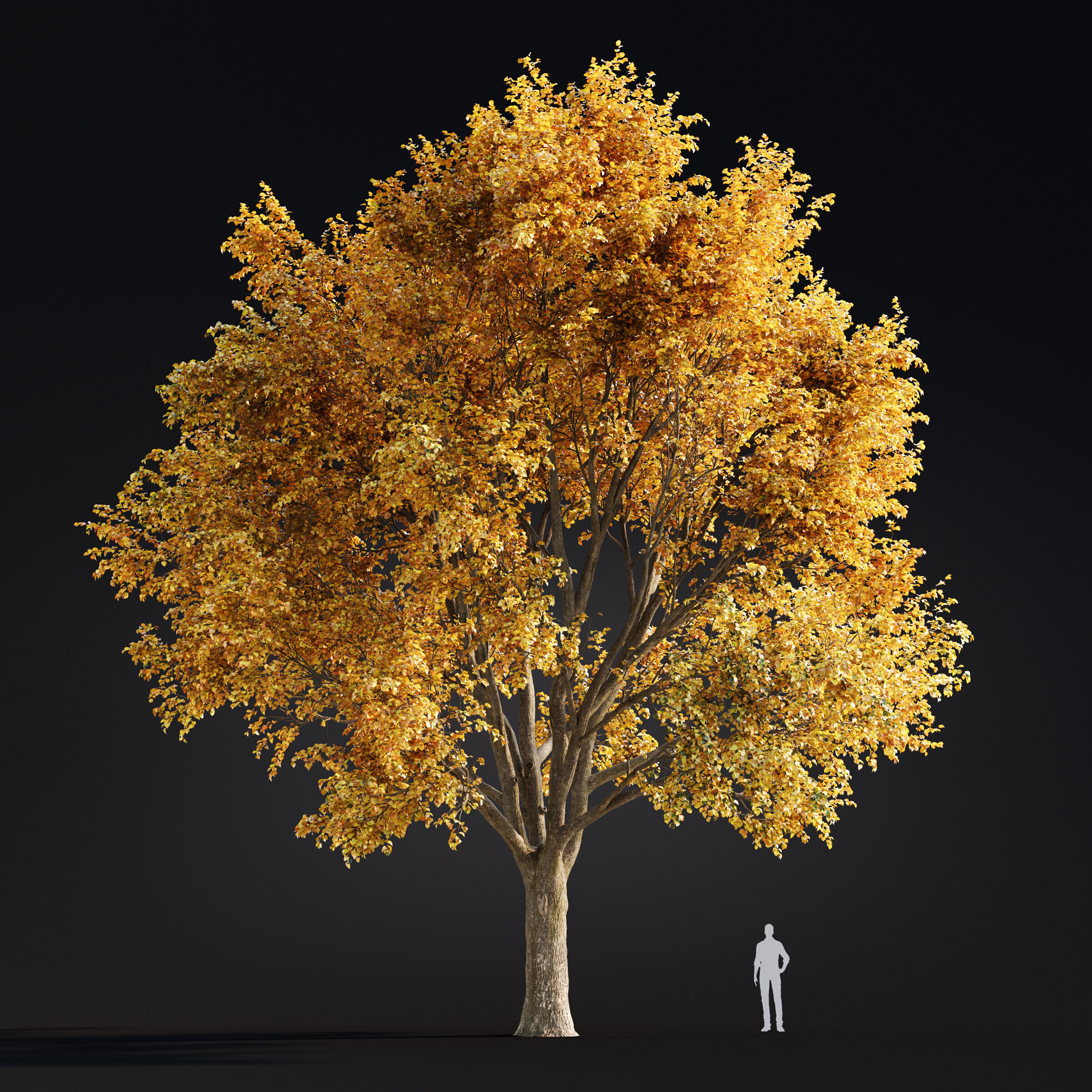 Archmodels vol 299 - summer and autumn trees 3D model_45