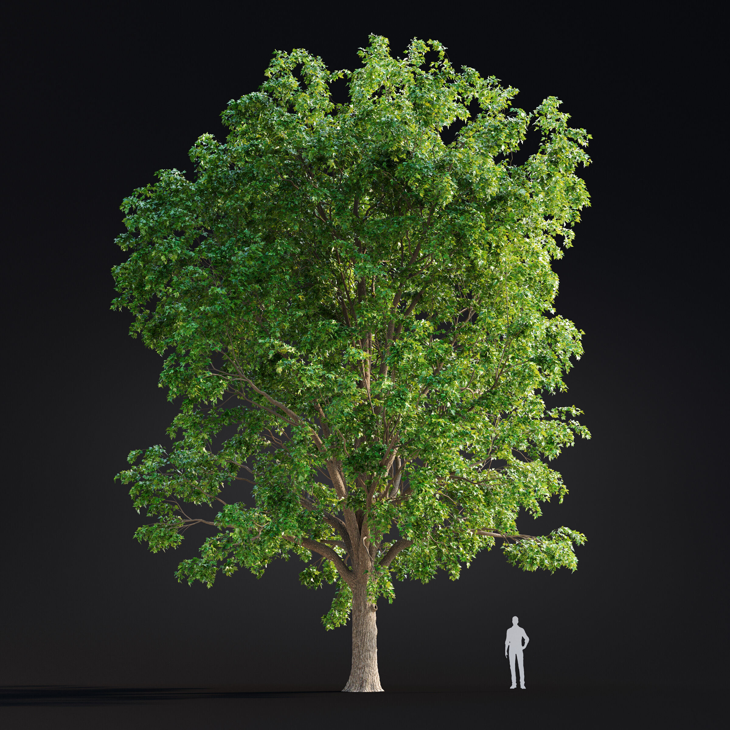 Archmodels vol 299 - summer and autumn trees 3D model_30