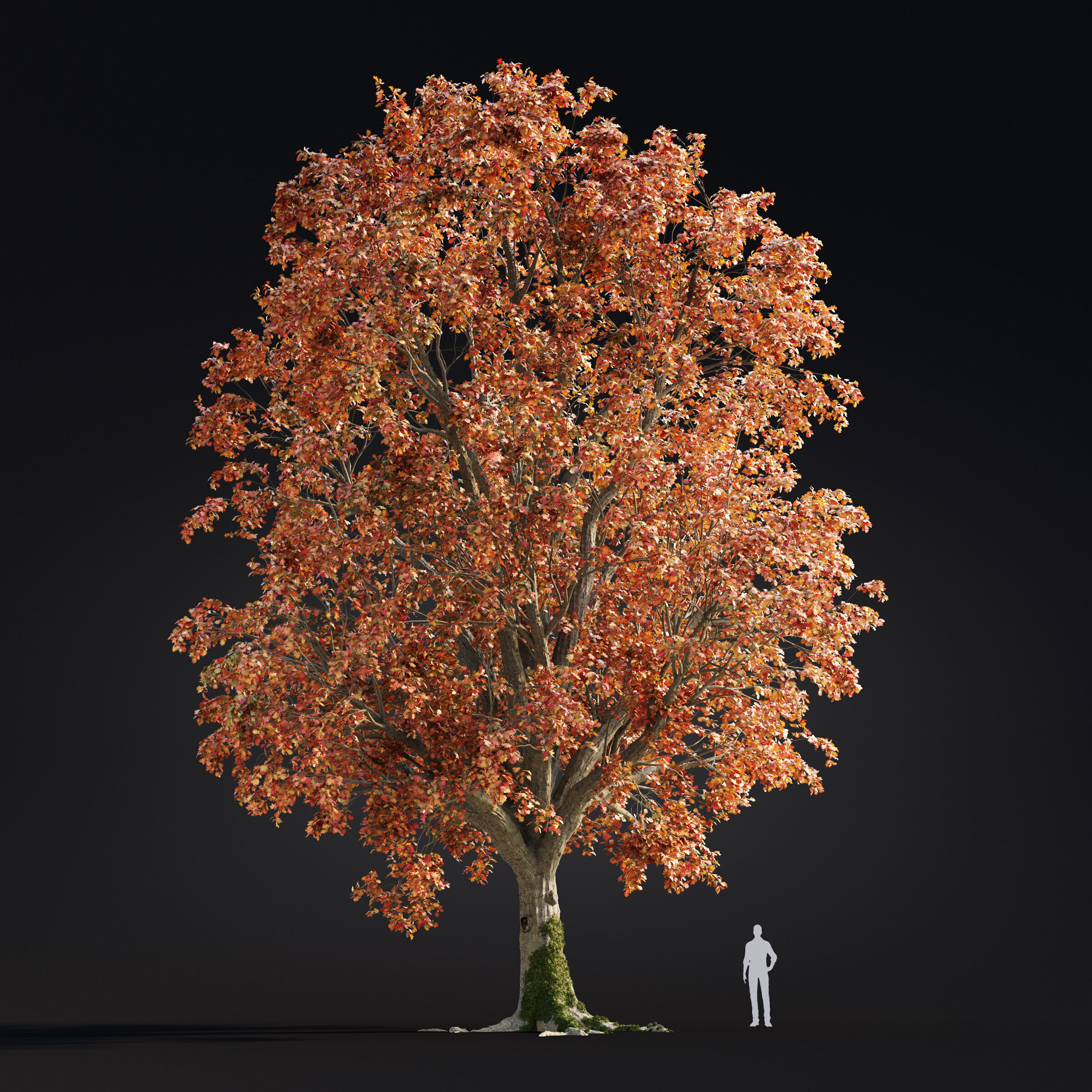 Archmodels vol 299 - summer and autumn trees 3D model_11