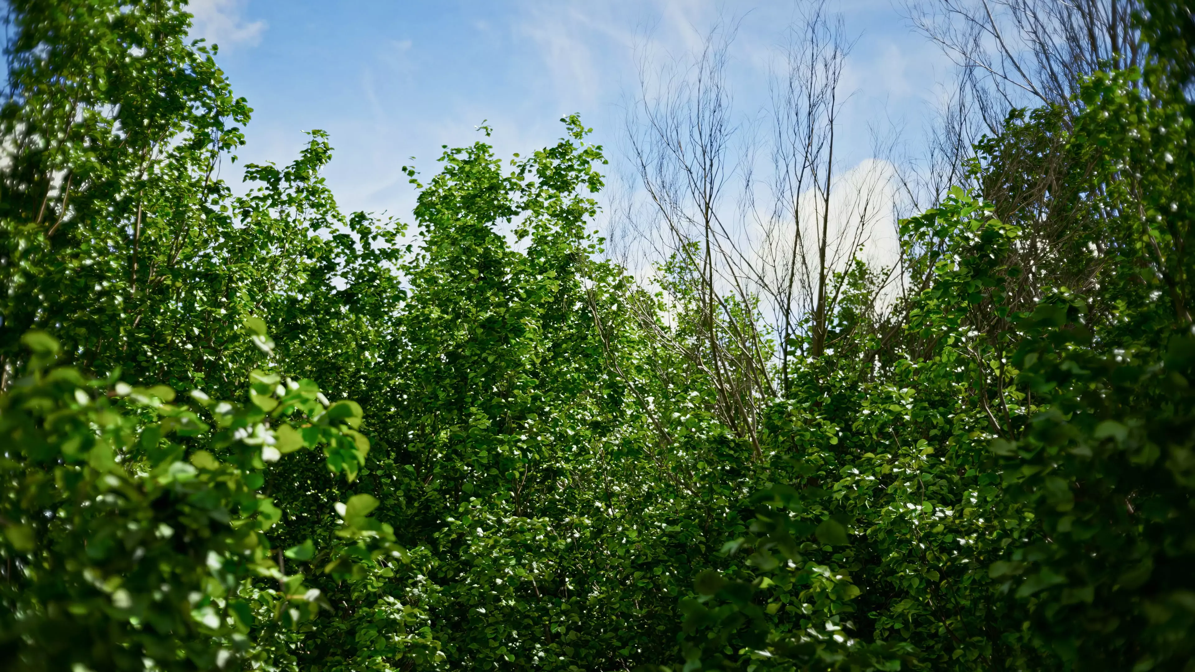 Archmodels vol 299 - summer and autumn trees 3D model_0