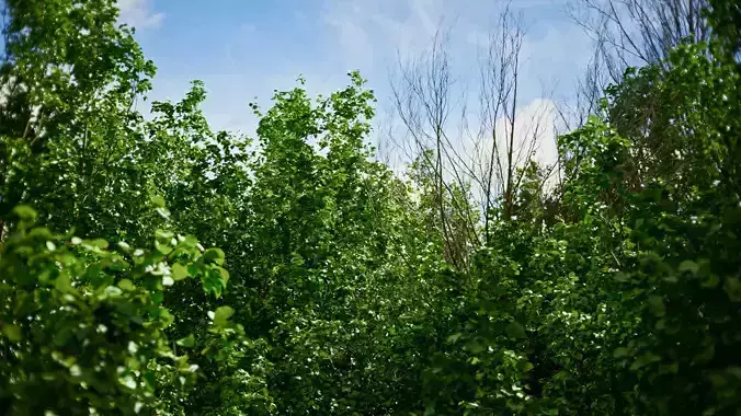Archmodels vol 299 - summer and autumn trees 3D model