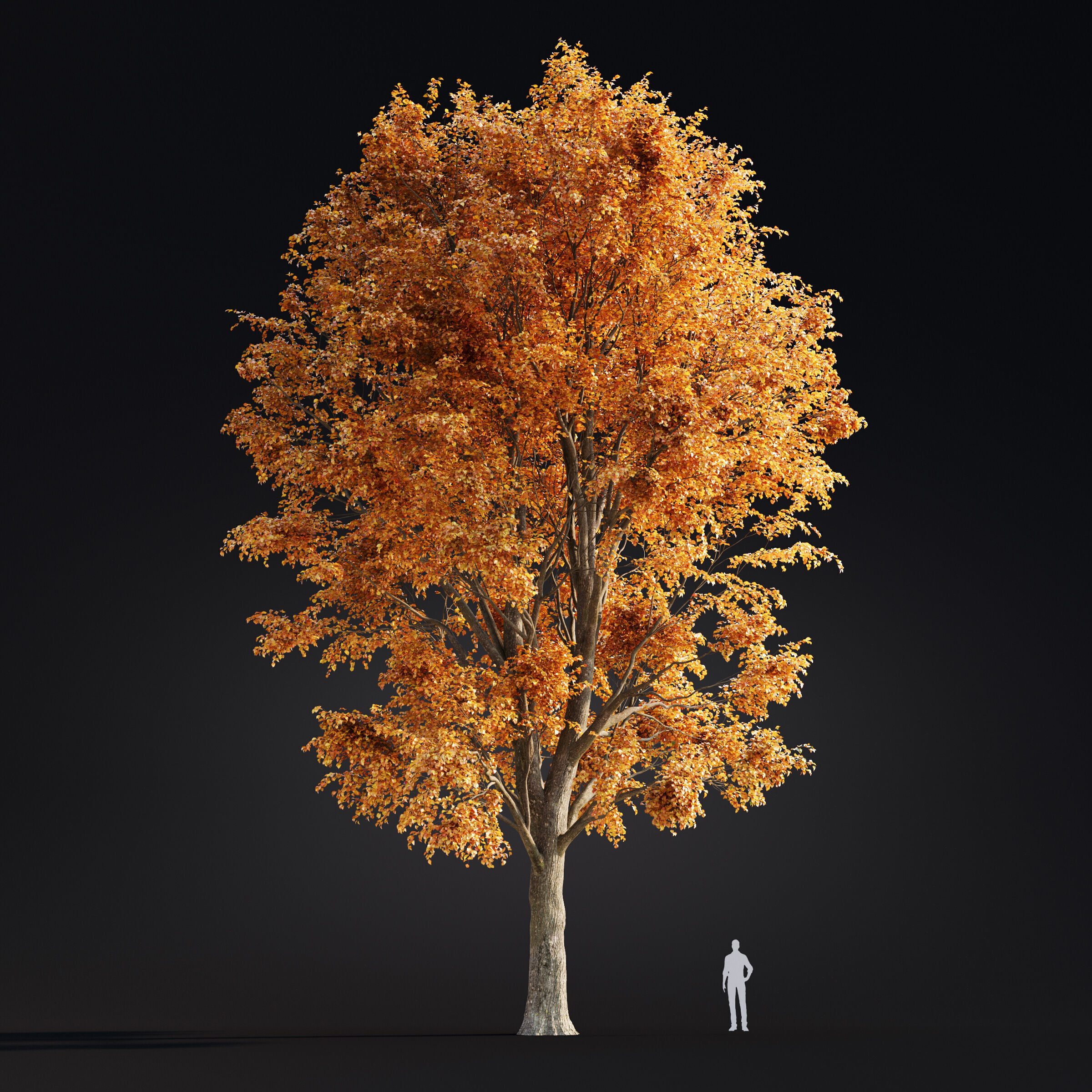 Archmodels vol 299 - summer and autumn trees 3D model_49
