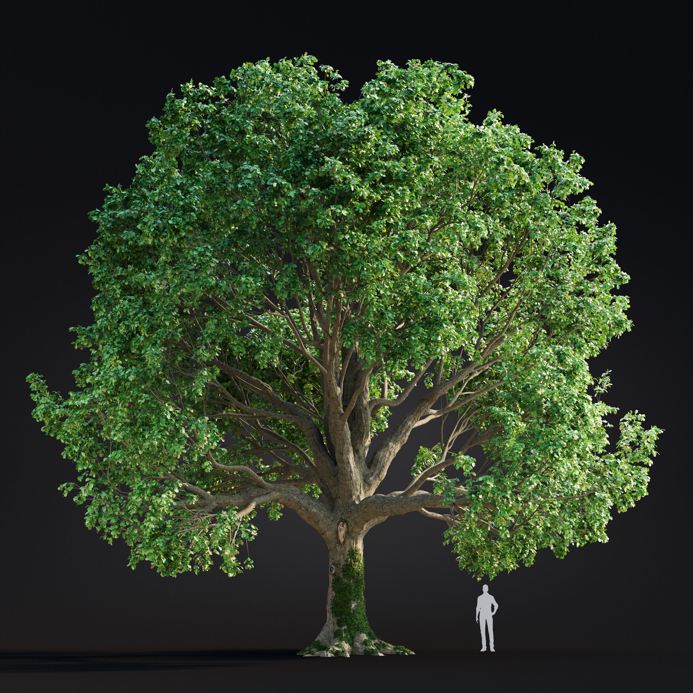 Archmodels vol 299 - summer and autumn trees 3D model_2