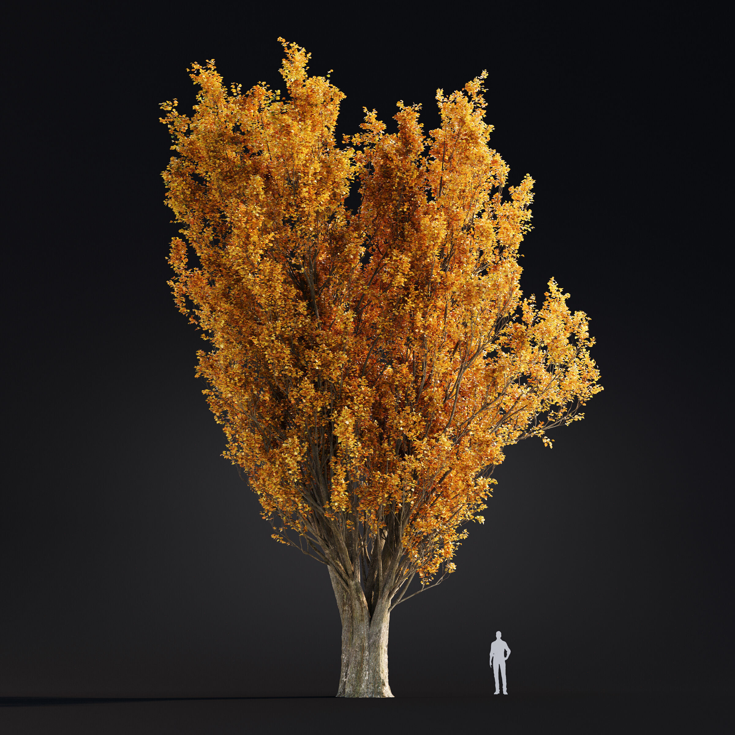 Archmodels vol 299 - summer and autumn trees 3D model_61