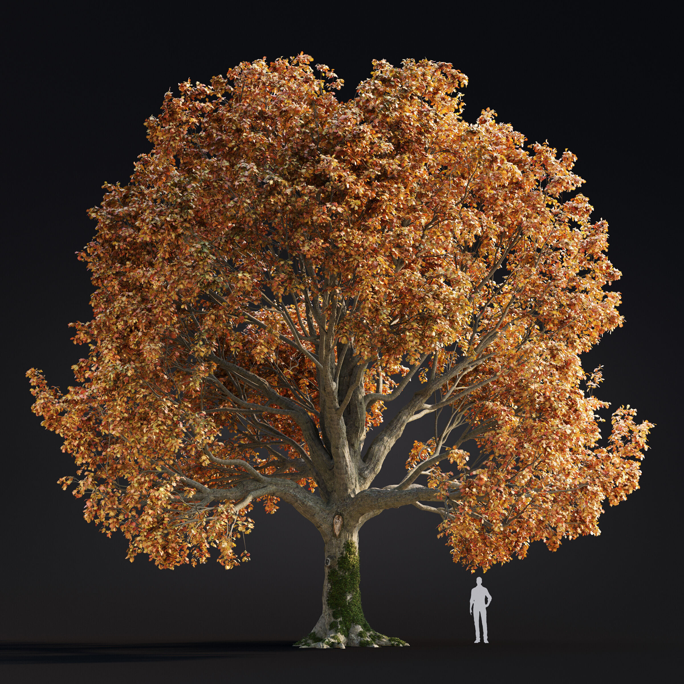 Archmodels vol 299 - summer and autumn trees 3D model_3