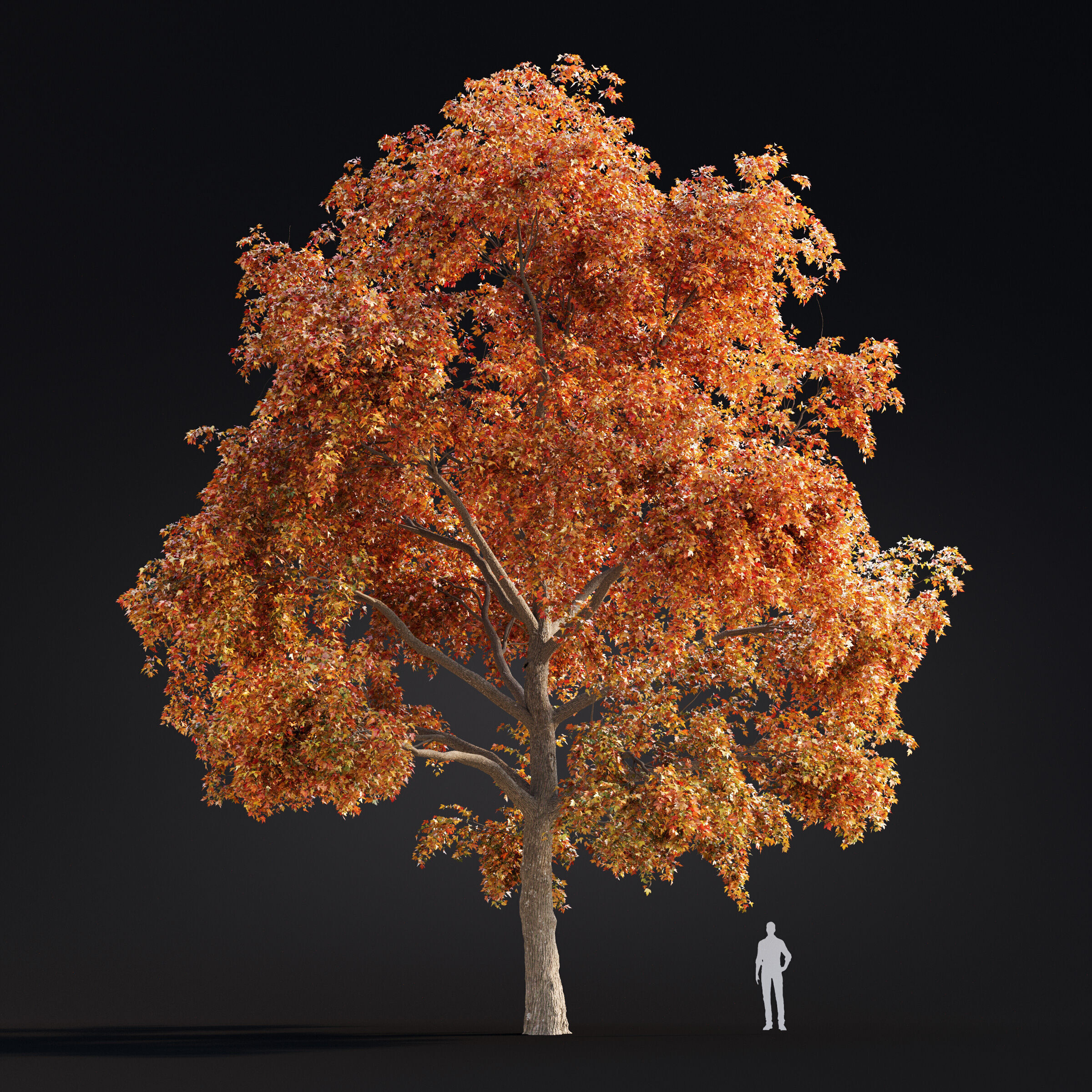 Archmodels vol 299 - summer and autumn trees 3D model_29