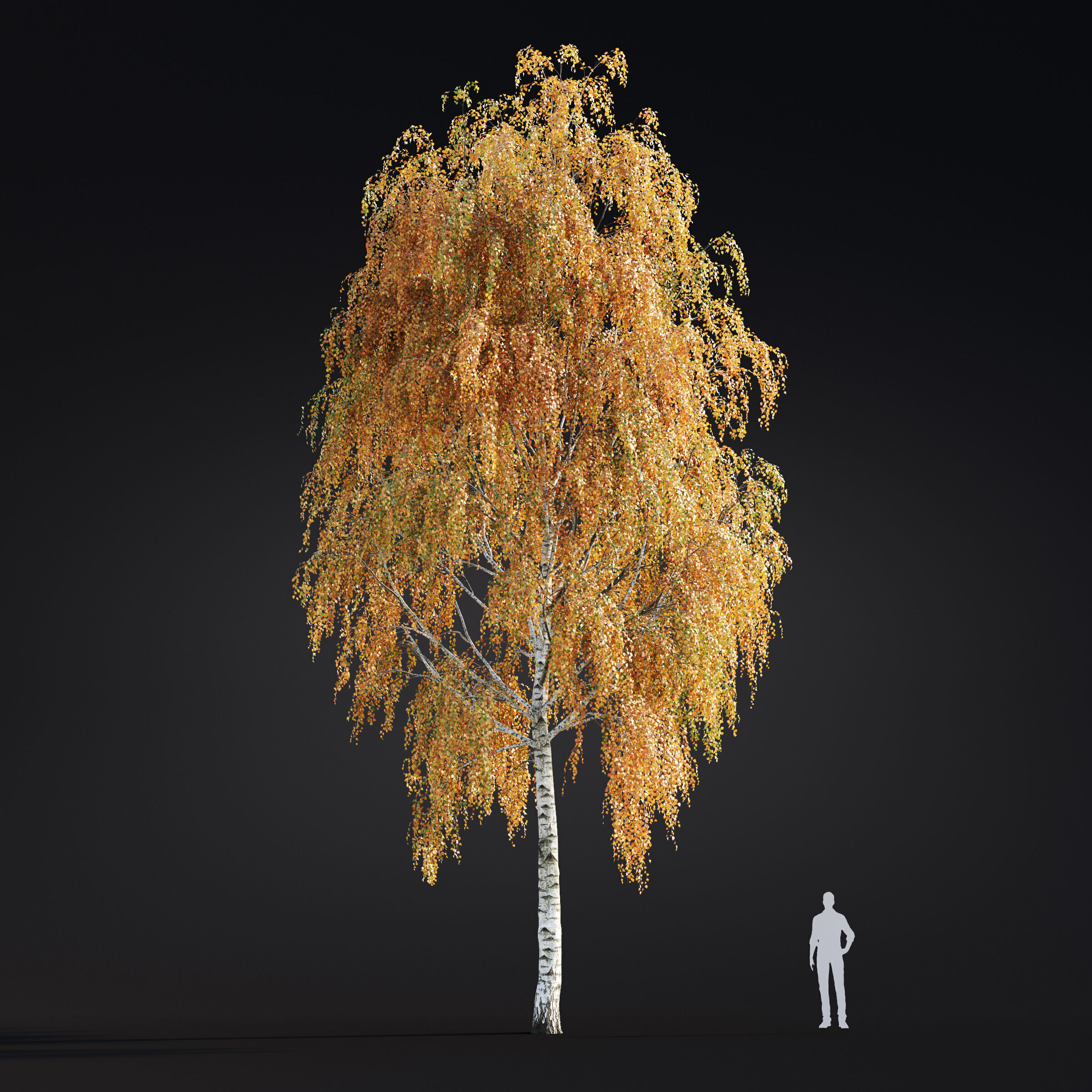 Archmodels vol 299 - summer and autumn trees 3D model_21