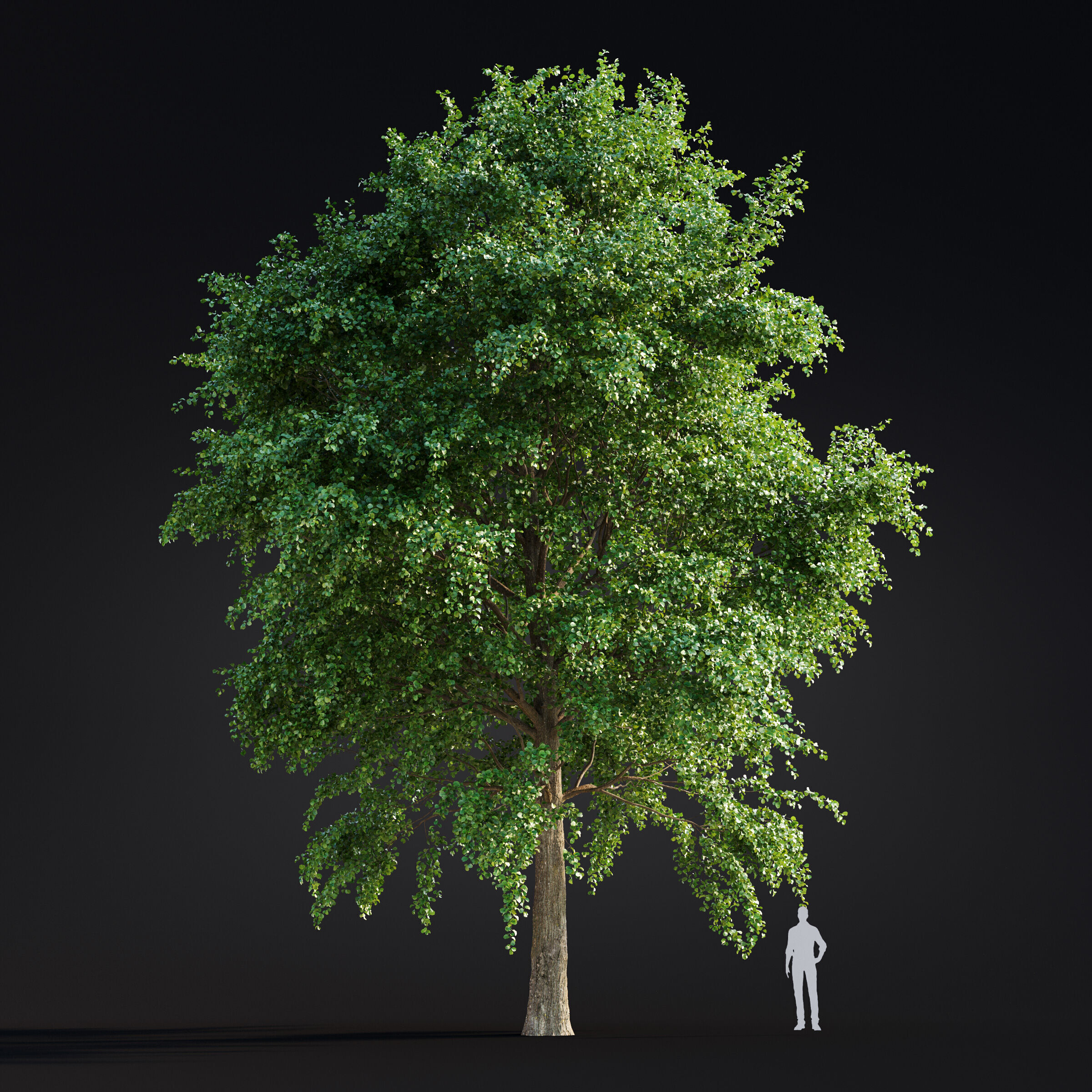 Archmodels vol 299 - summer and autumn trees 3D model_34