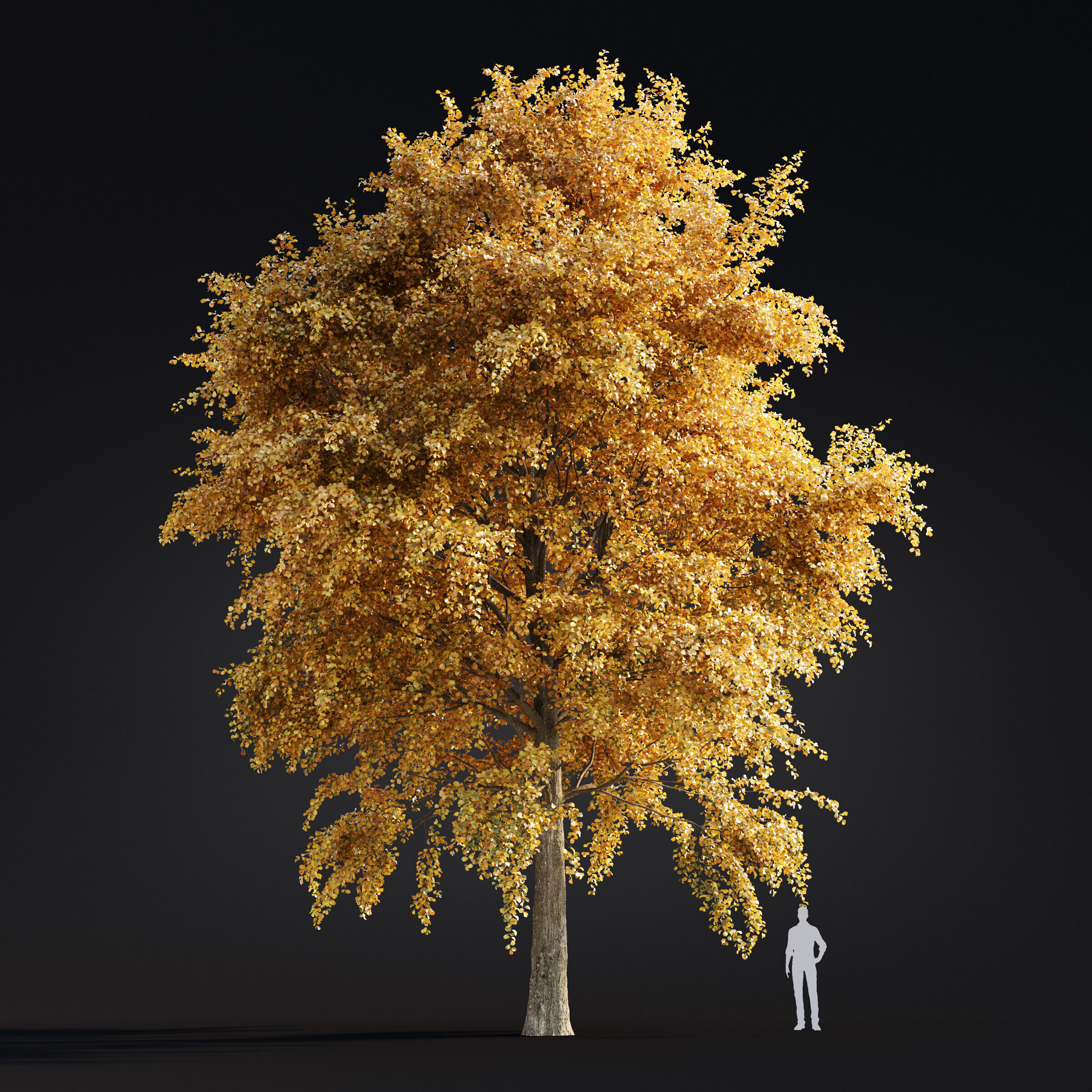 Archmodels vol 299 - summer and autumn trees 3D model_35