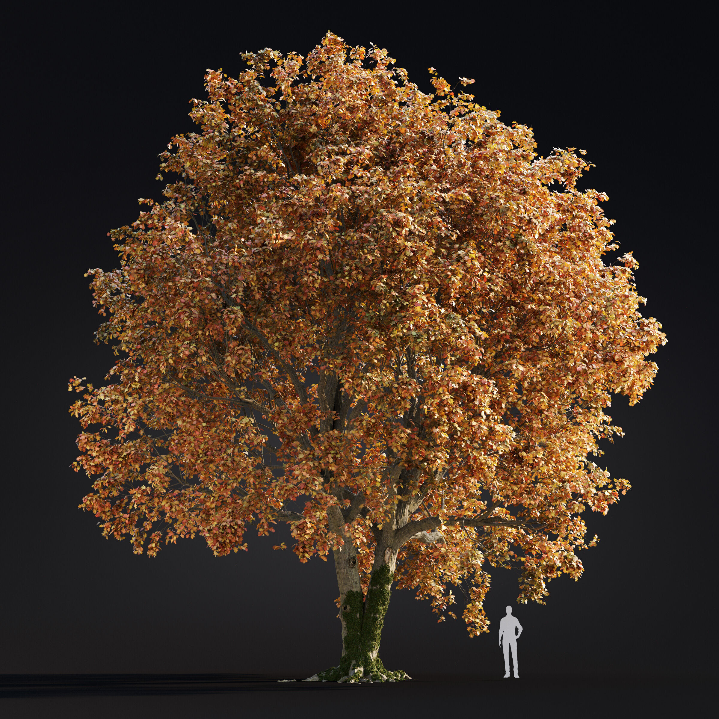 Archmodels vol 299 - summer and autumn trees 3D model_9