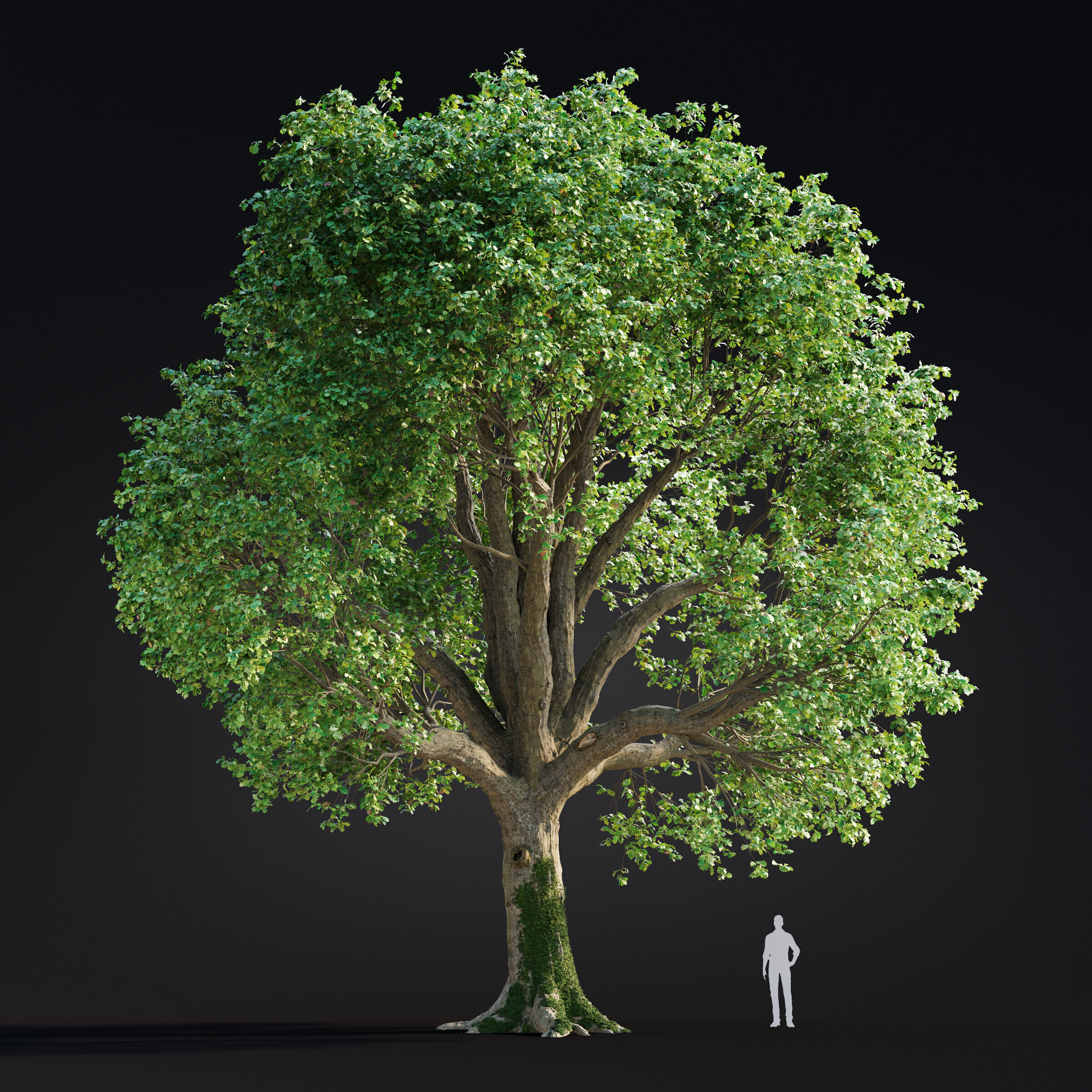 Archmodels vol 299 - summer and autumn trees 3D model_6