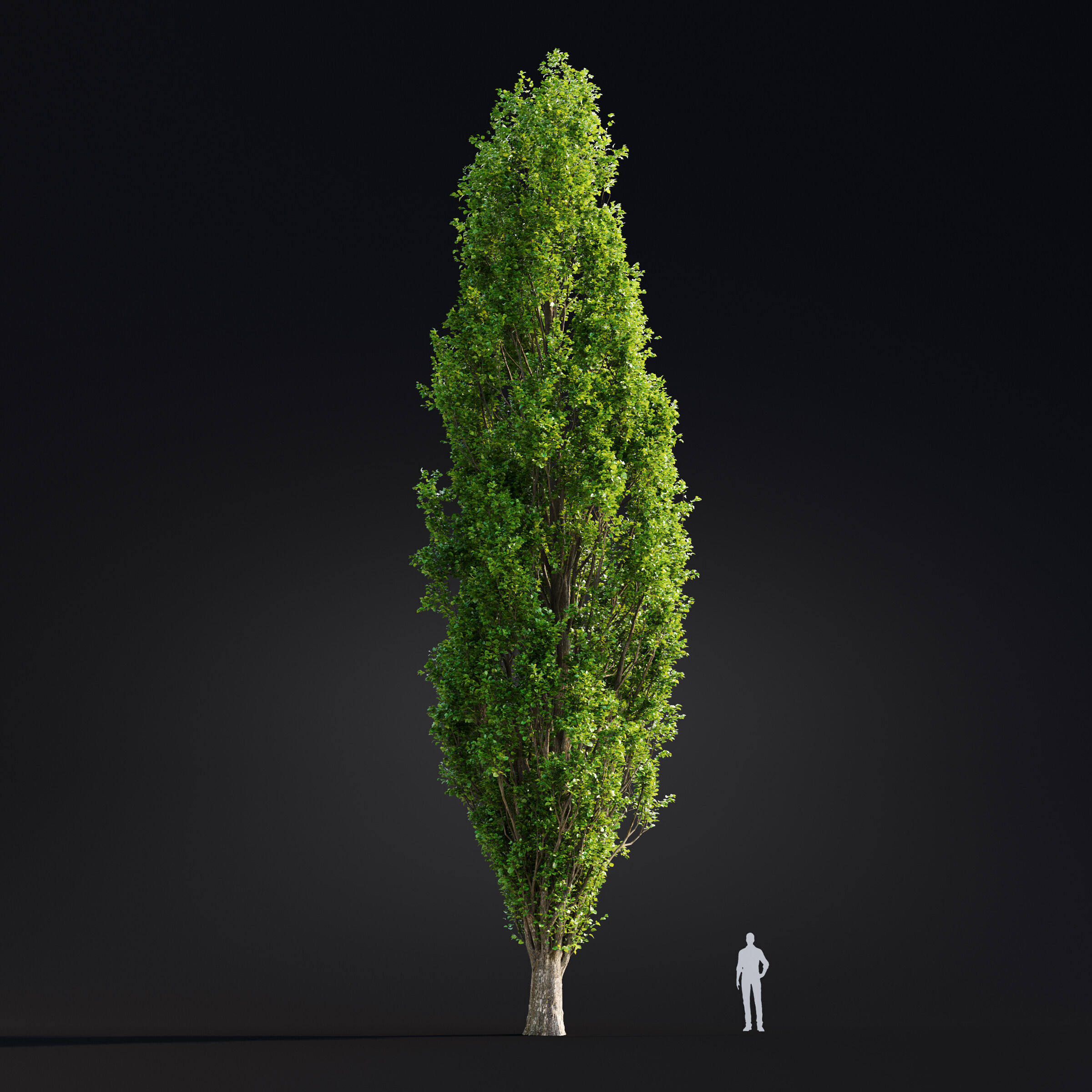 Archmodels vol 299 - summer and autumn trees 3D model_54