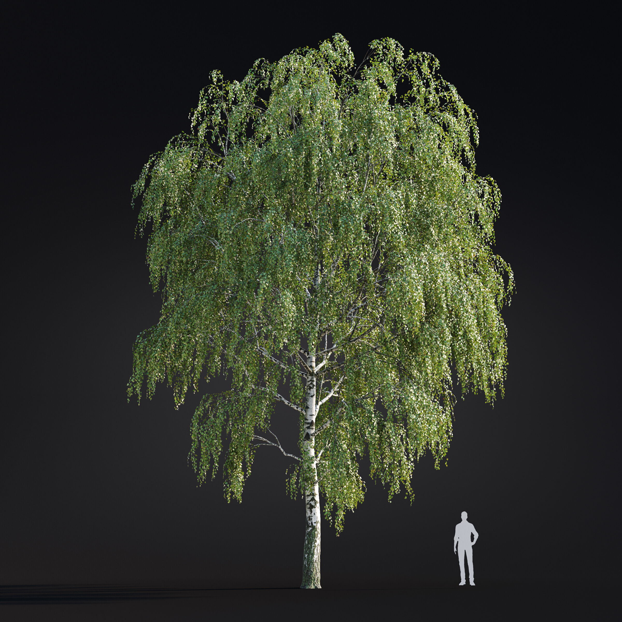 Archmodels vol 299 - summer and autumn trees 3D model_14