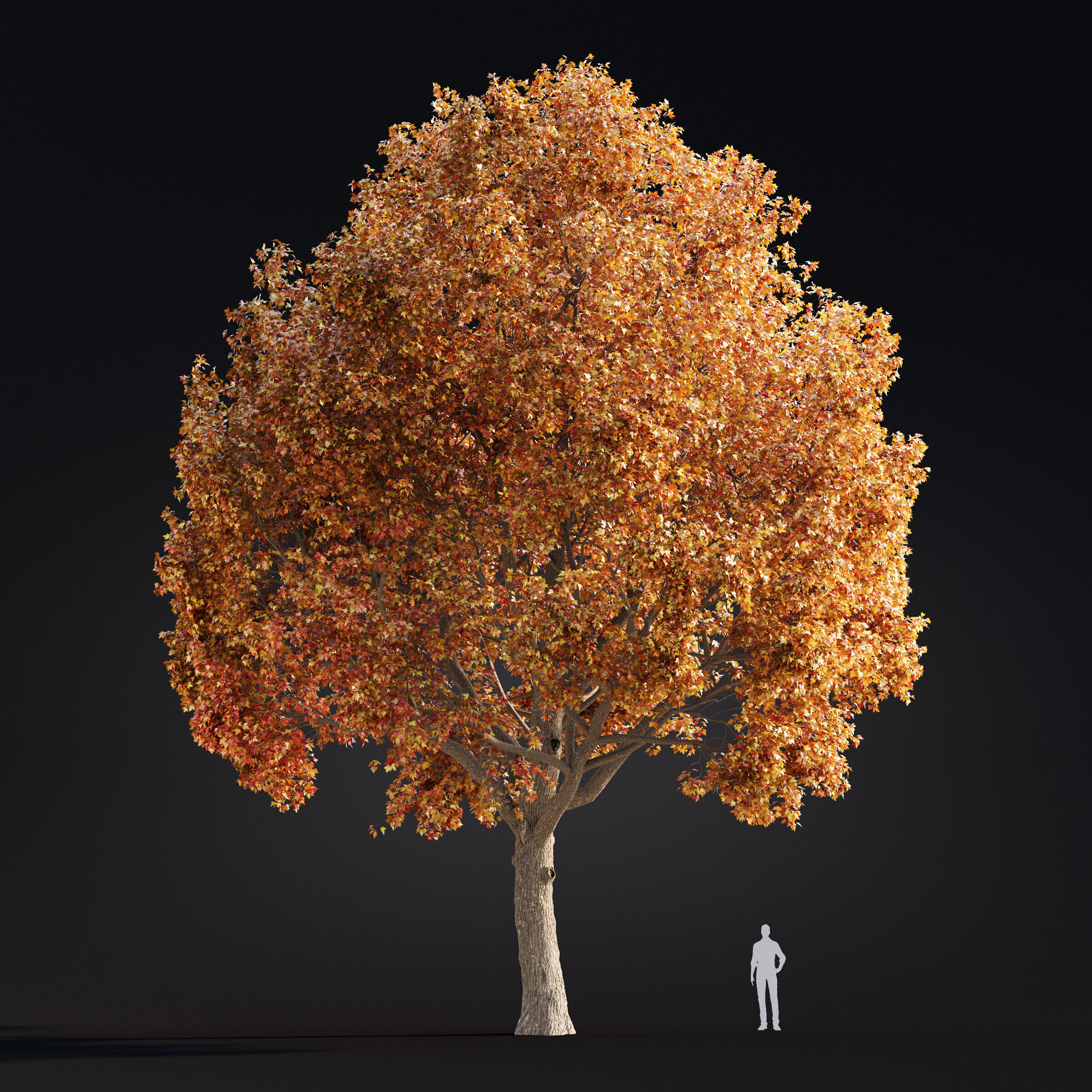 Archmodels vol 299 - summer and autumn trees 3D model_23