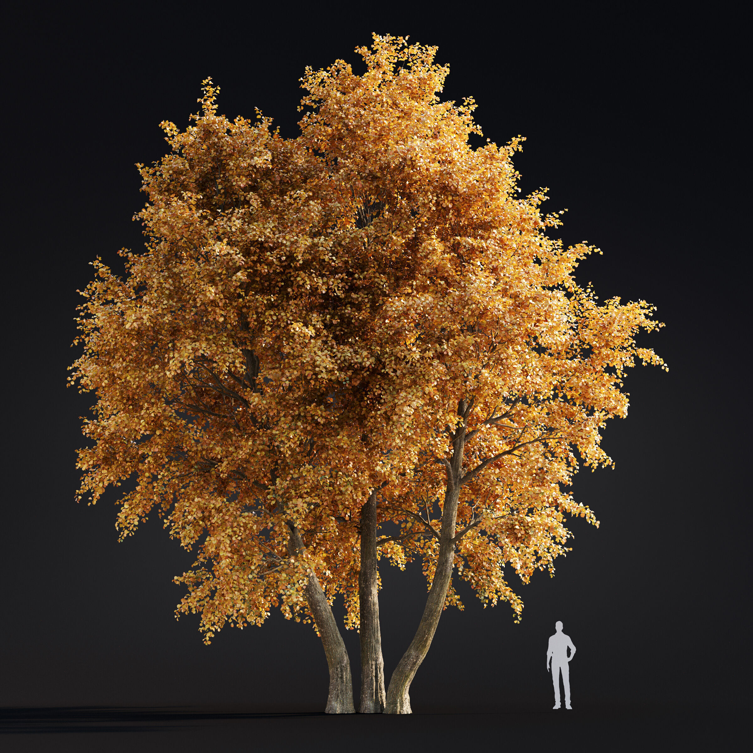 Archmodels vol 299 - summer and autumn trees 3D model_39