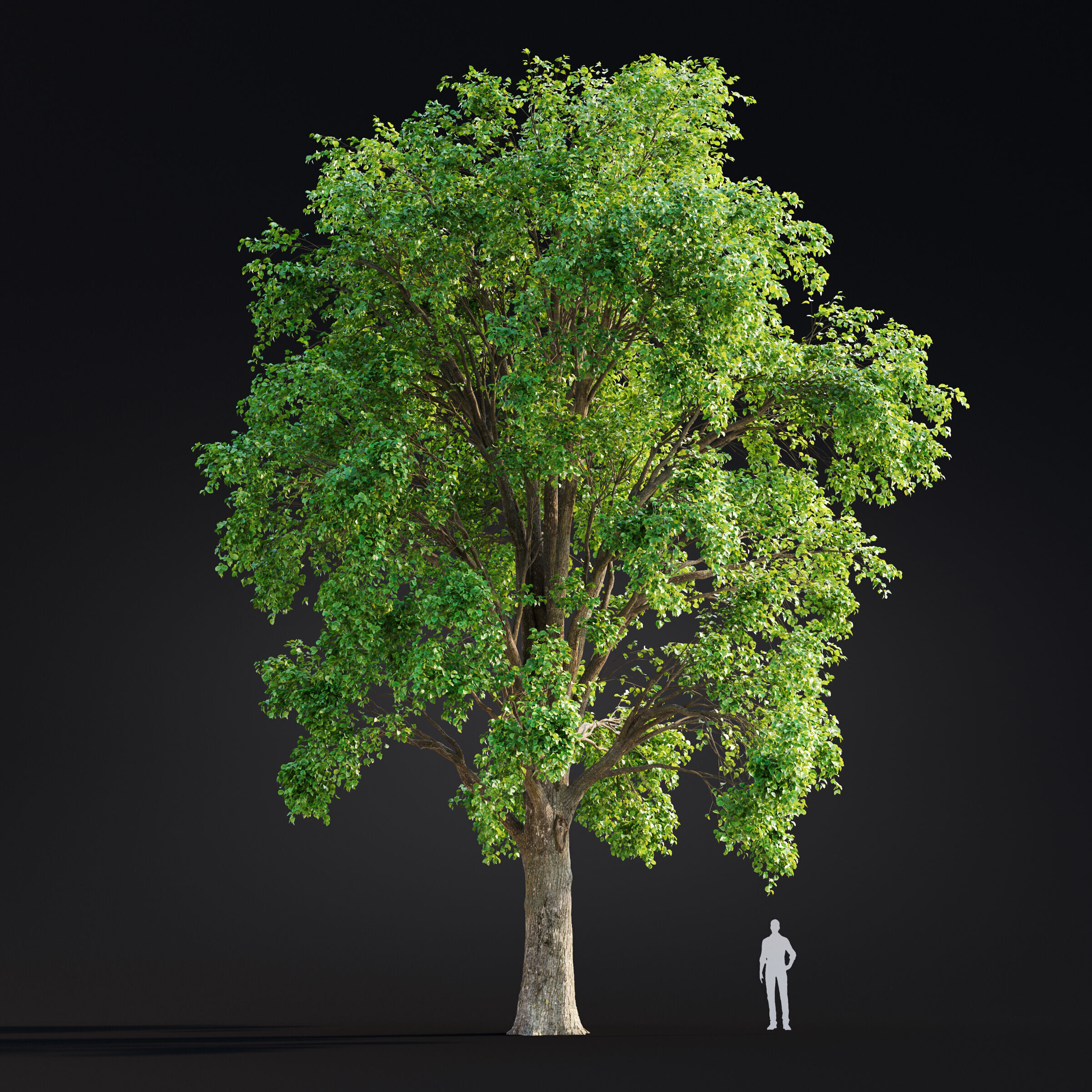 Archmodels vol 299 - summer and autumn trees 3D model_56
