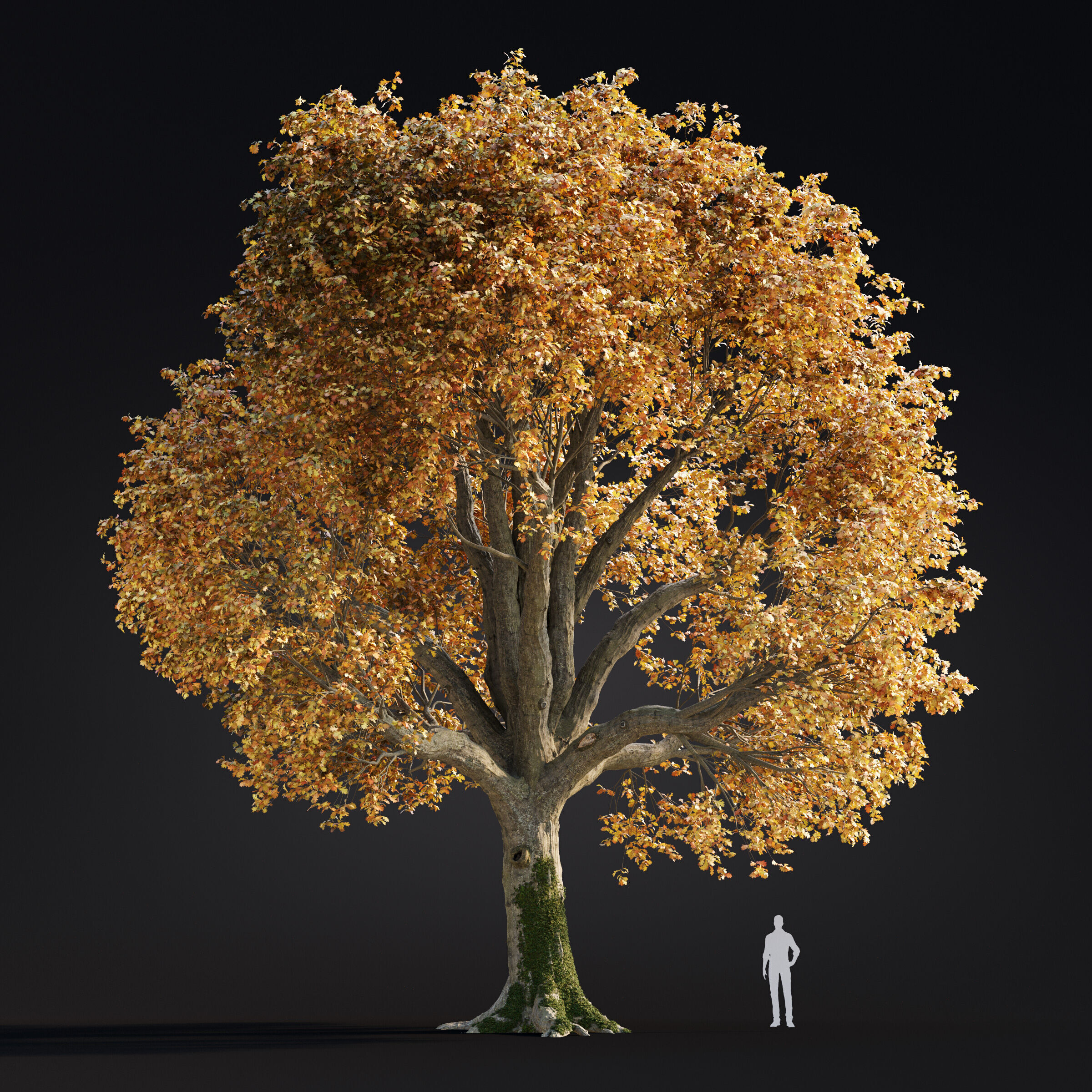 Archmodels vol 299 - summer and autumn trees 3D model_7