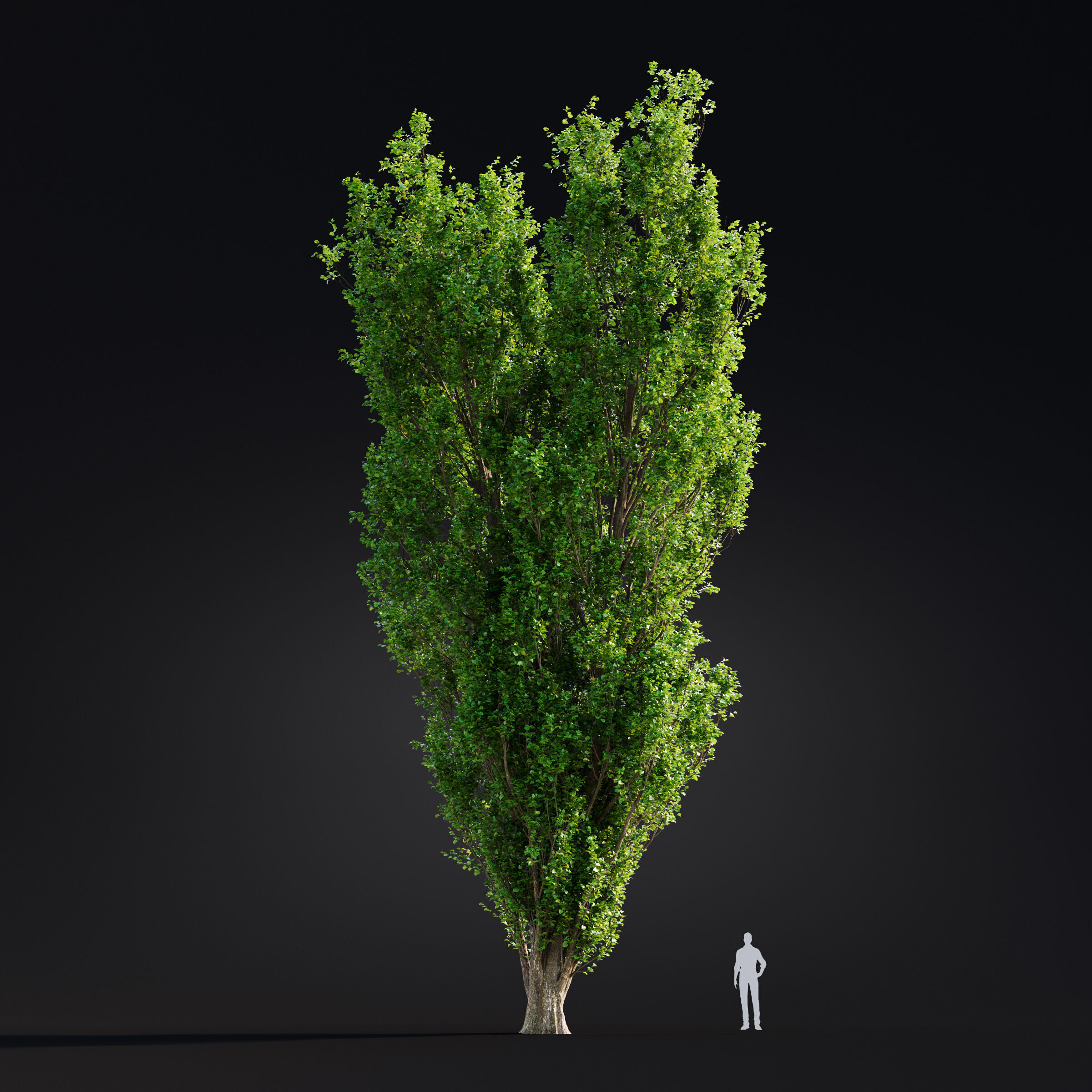 Archmodels vol 299 - summer and autumn trees 3D model_58