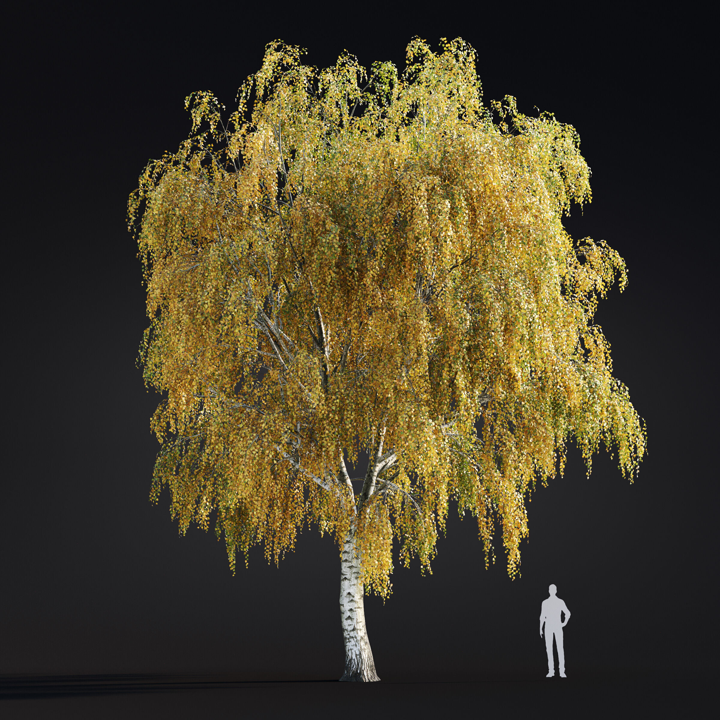 Archmodels vol 299 - summer and autumn trees 3D model_19