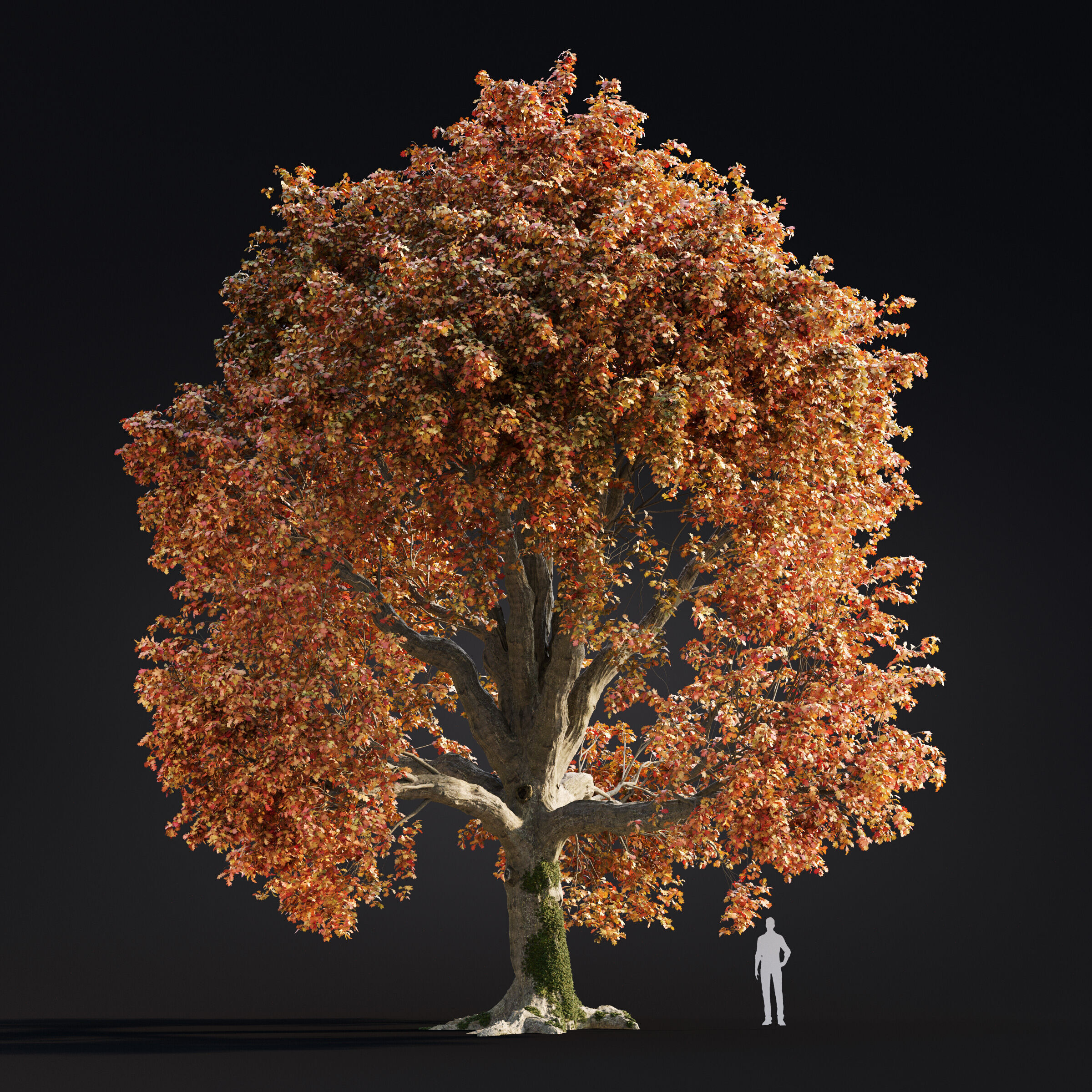 Archmodels vol 299 - summer and autumn trees 3D model_5