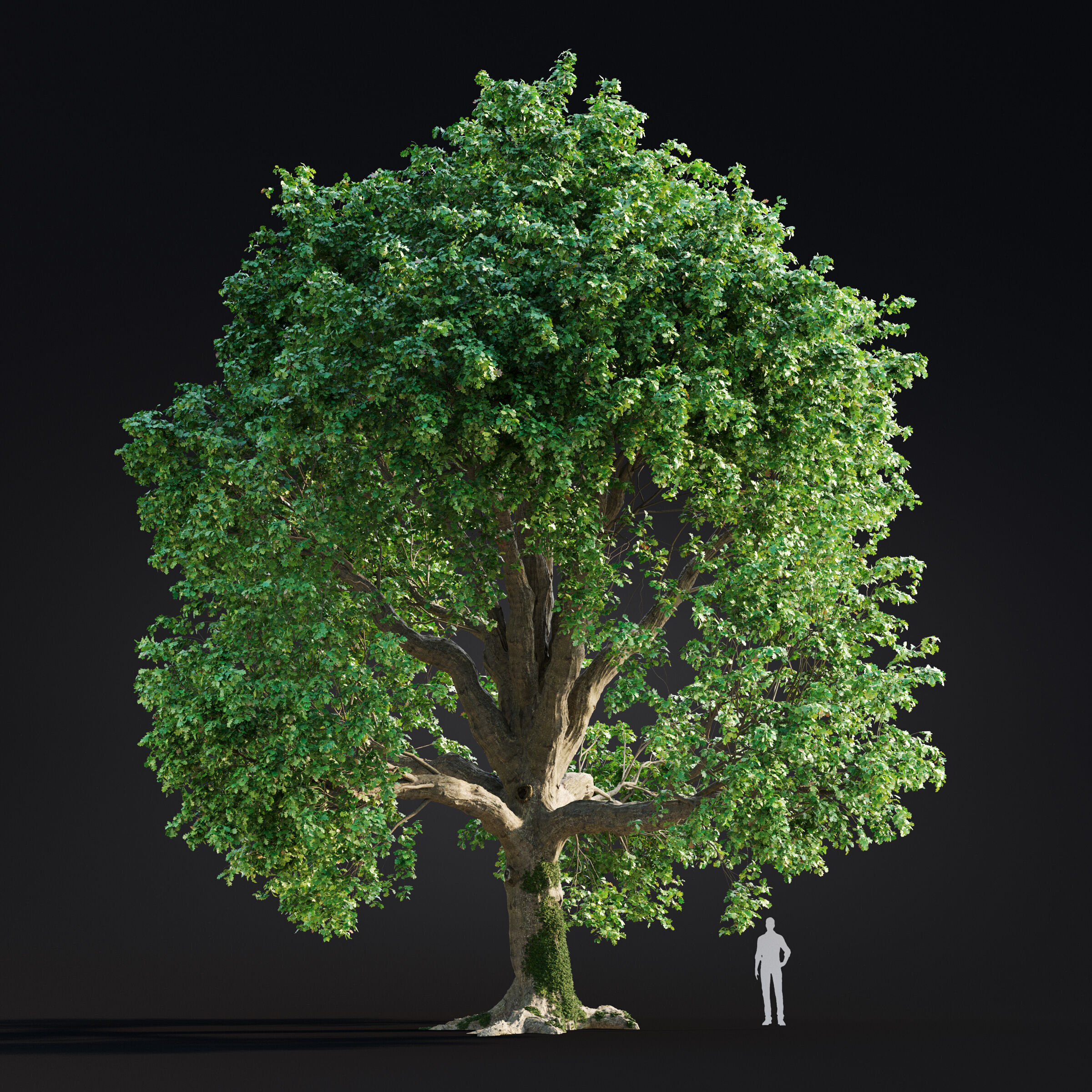 Archmodels vol 299 - summer and autumn trees 3D model_4
