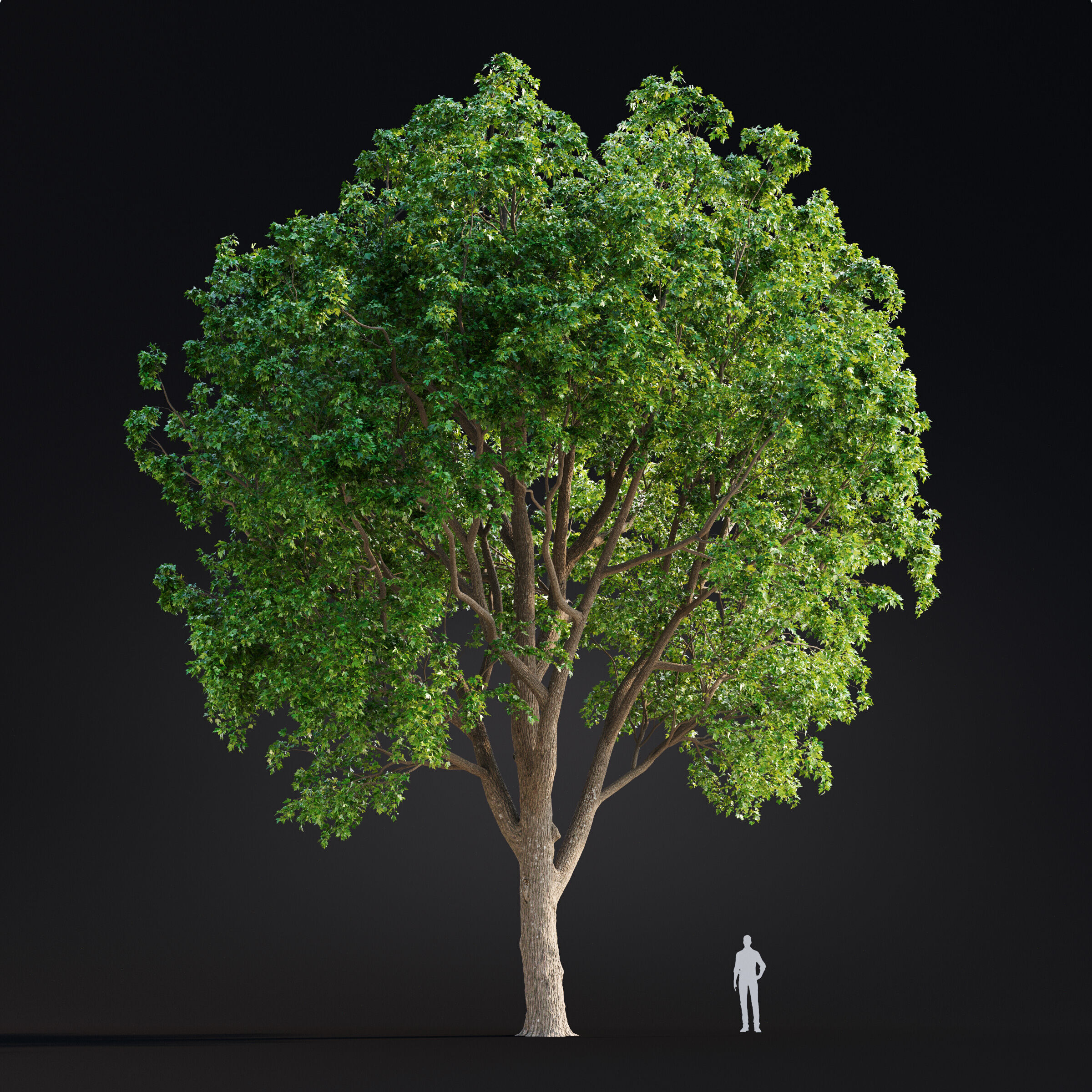 Archmodels vol 299 - summer and autumn trees 3D model_26