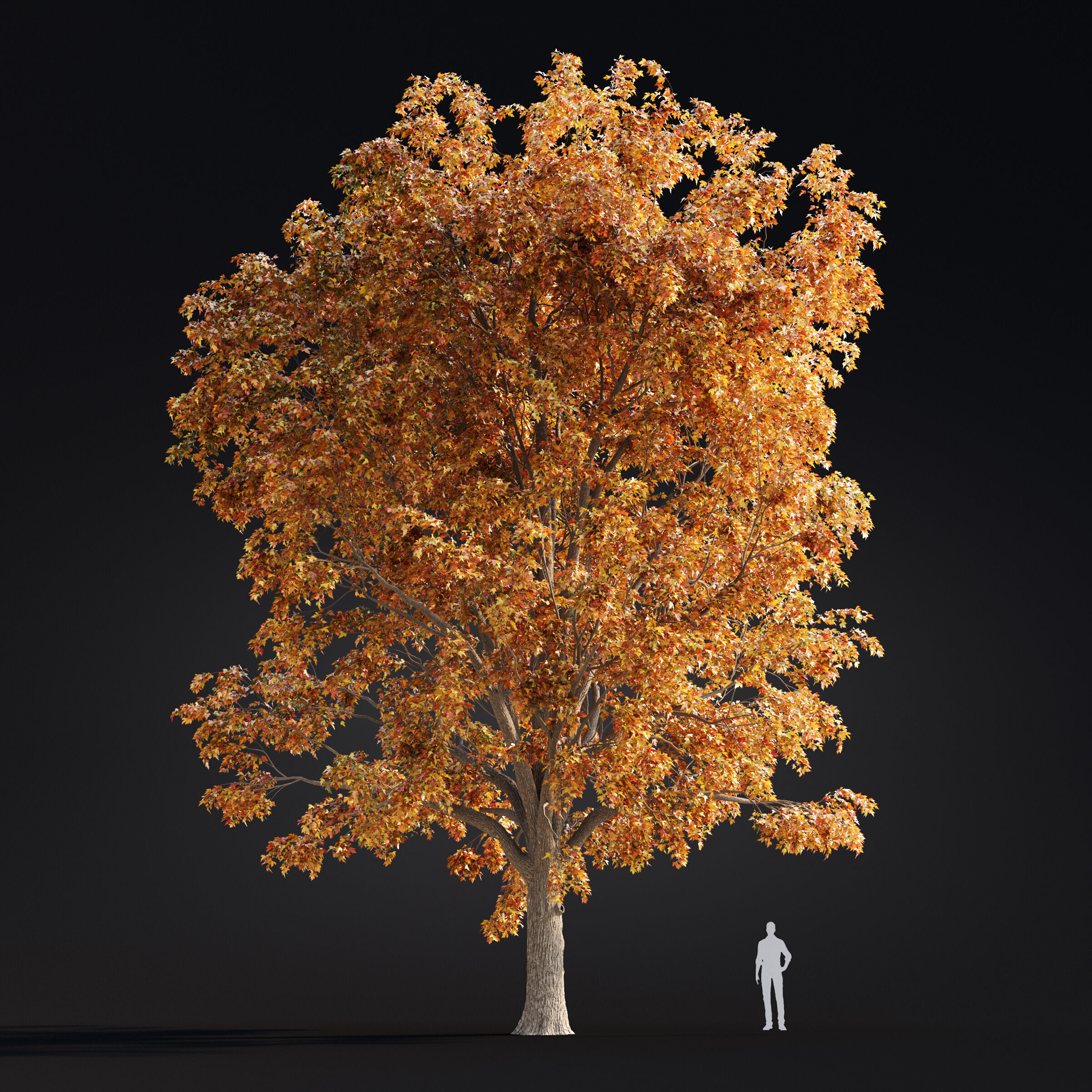 Archmodels vol 299 - summer and autumn trees 3D model_31
