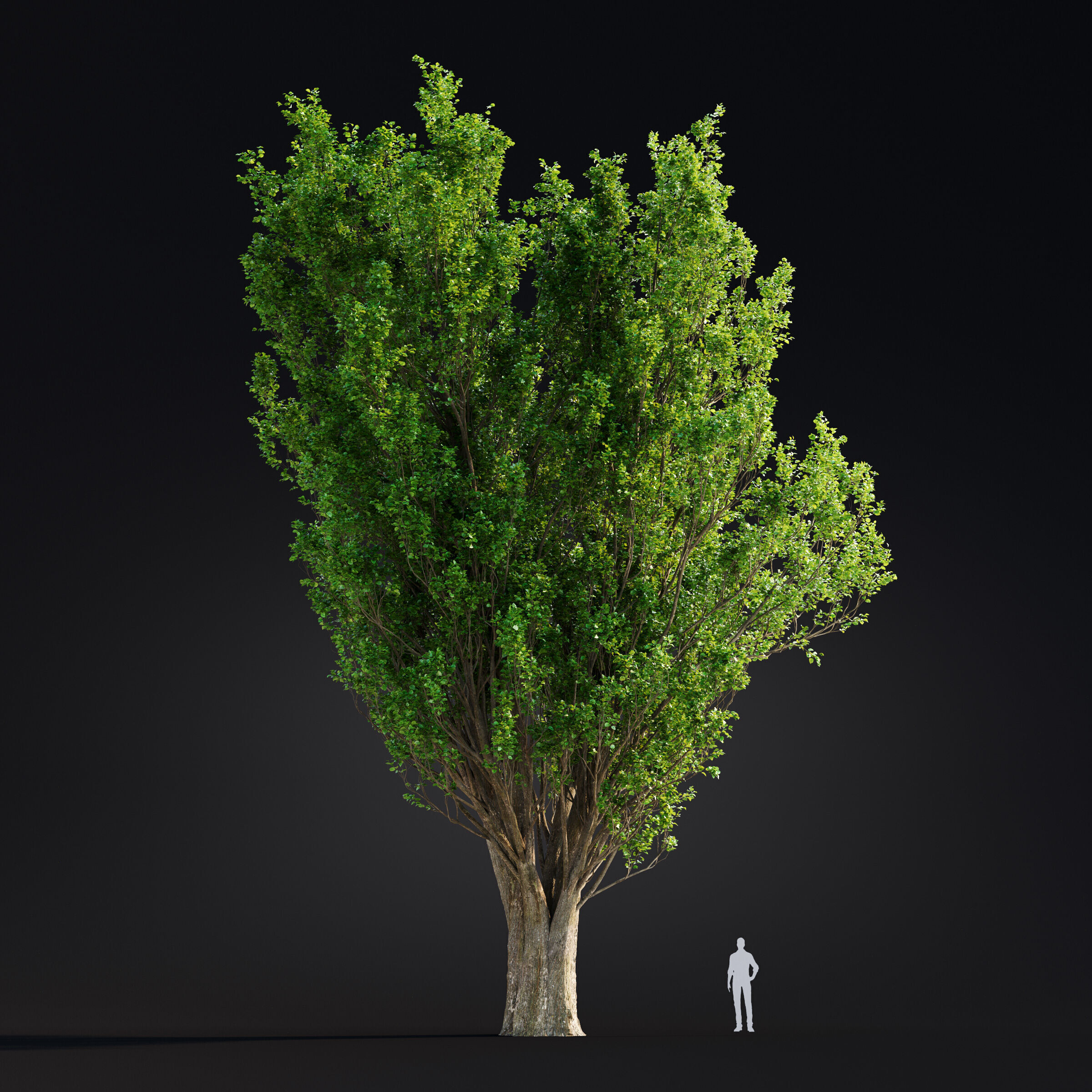 Archmodels vol 299 - summer and autumn trees 3D model_60