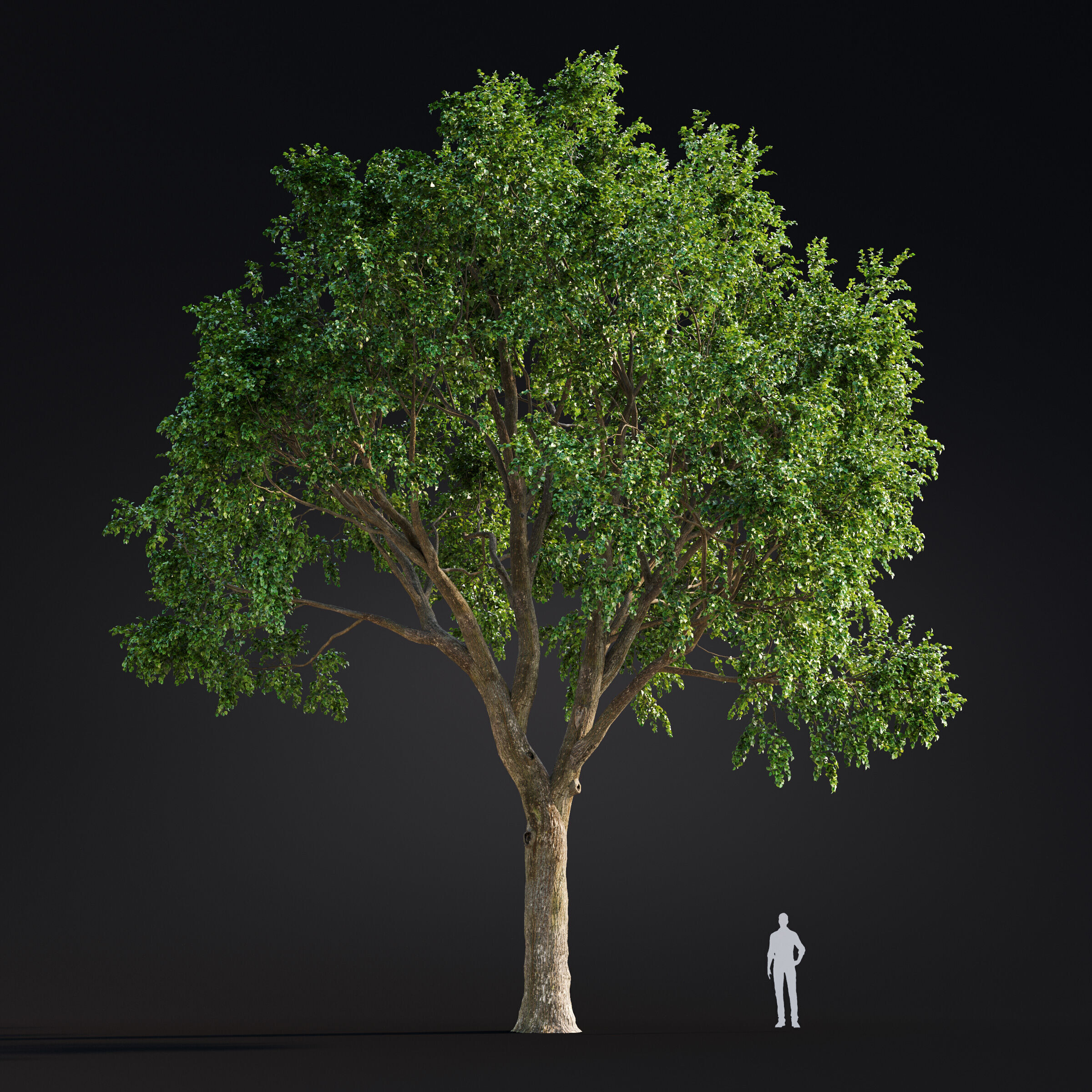 Archmodels vol 299 - summer and autumn trees 3D model_46