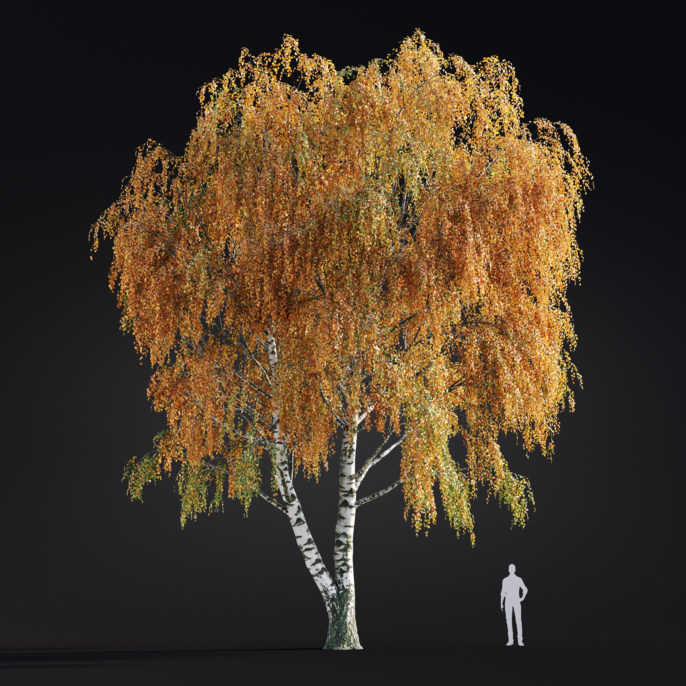 Archmodels vol 299 - summer and autumn trees 3D model_13