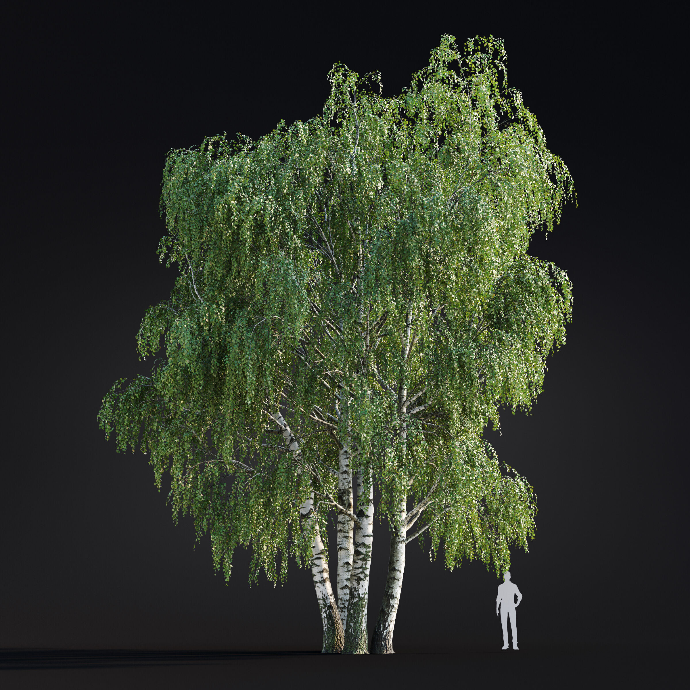 Archmodels vol 299 - summer and autumn trees 3D model_16