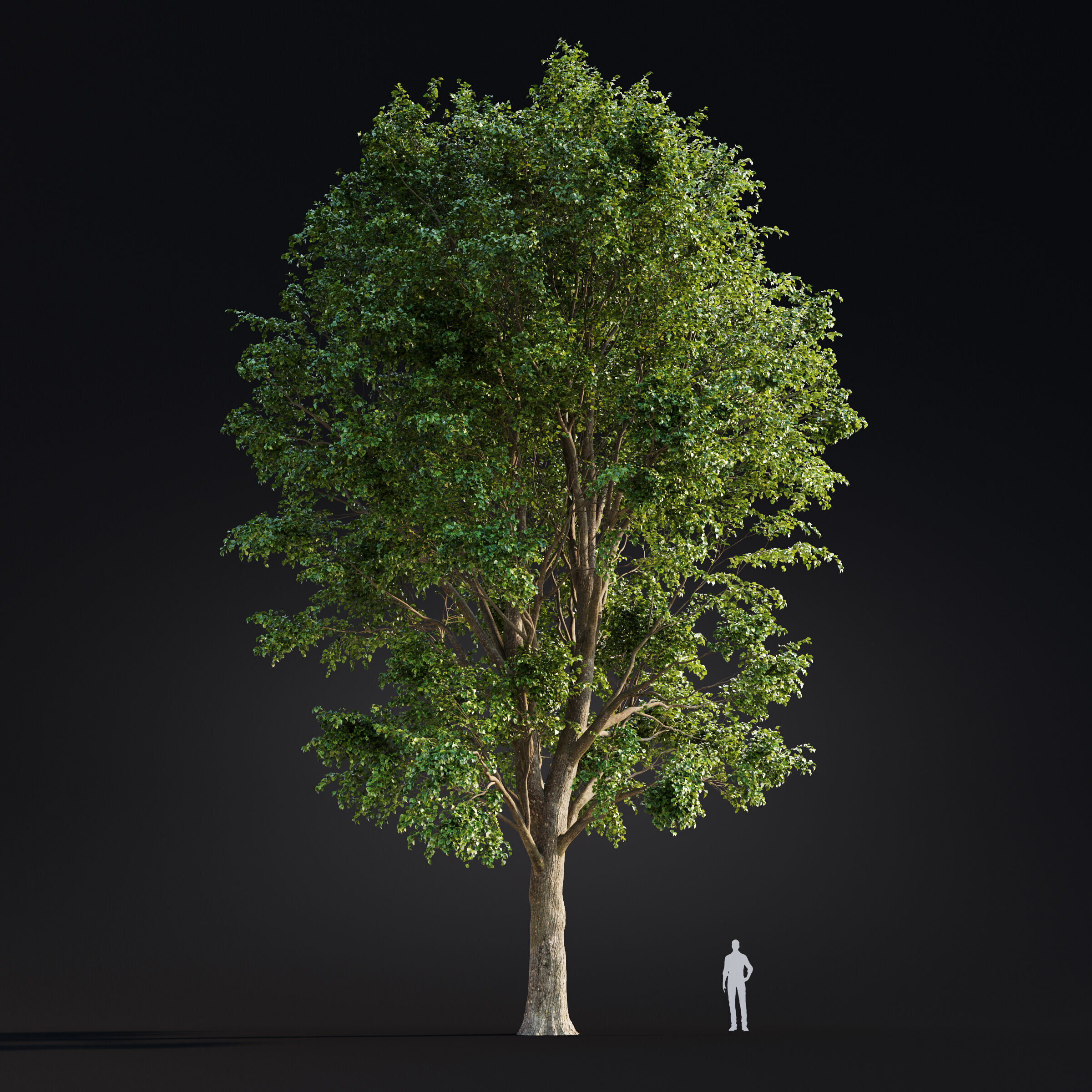 Archmodels vol 299 - summer and autumn trees 3D model_48