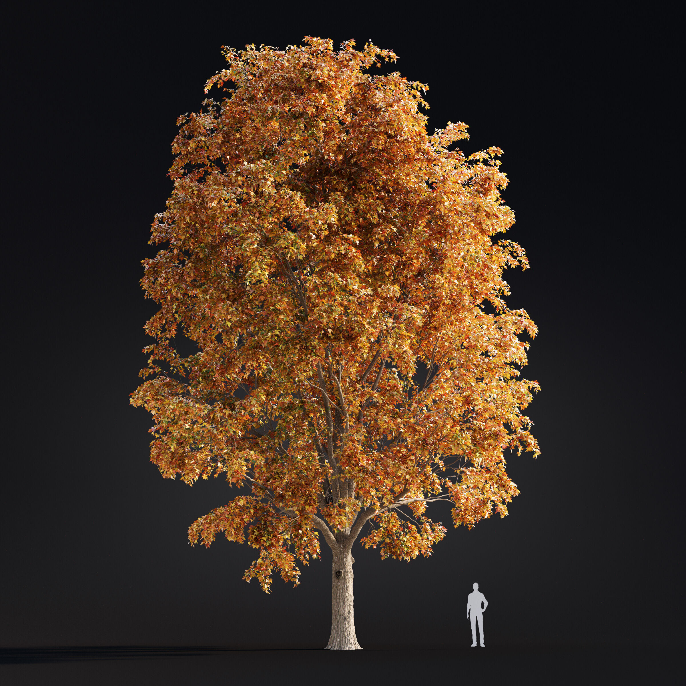 Archmodels vol 299 - summer and autumn trees 3D model_25
