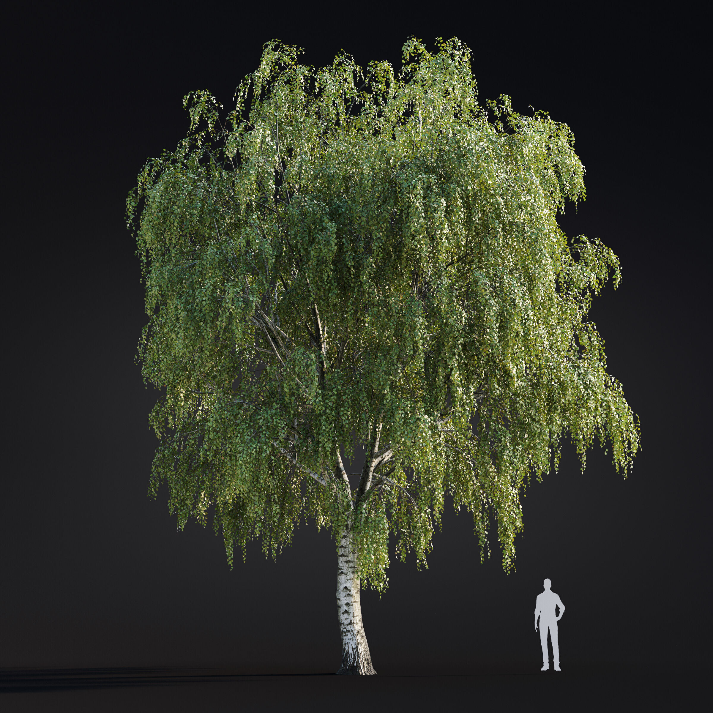 Archmodels vol 299 - summer and autumn trees 3D model_18