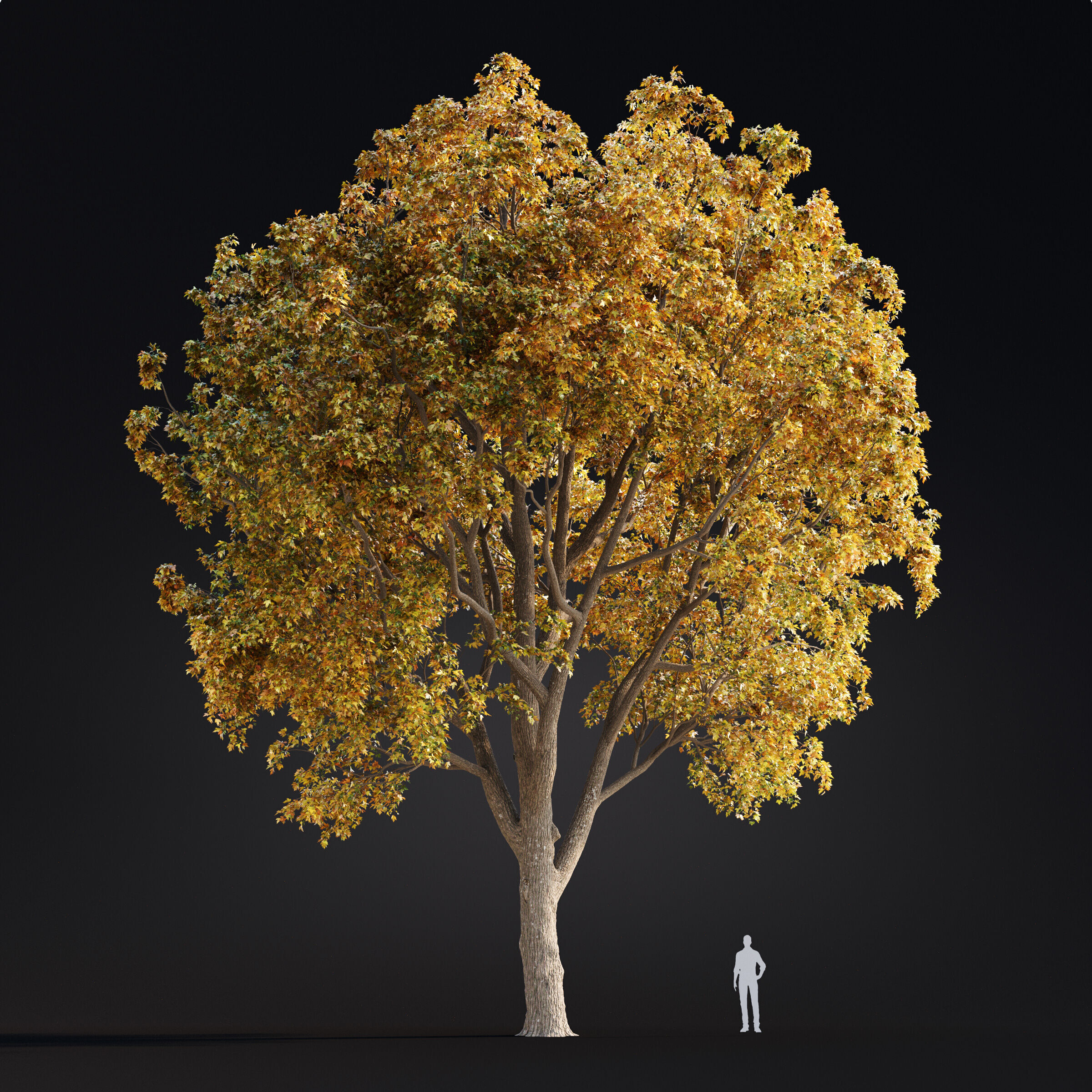 Archmodels vol 299 - summer and autumn trees 3D model_27