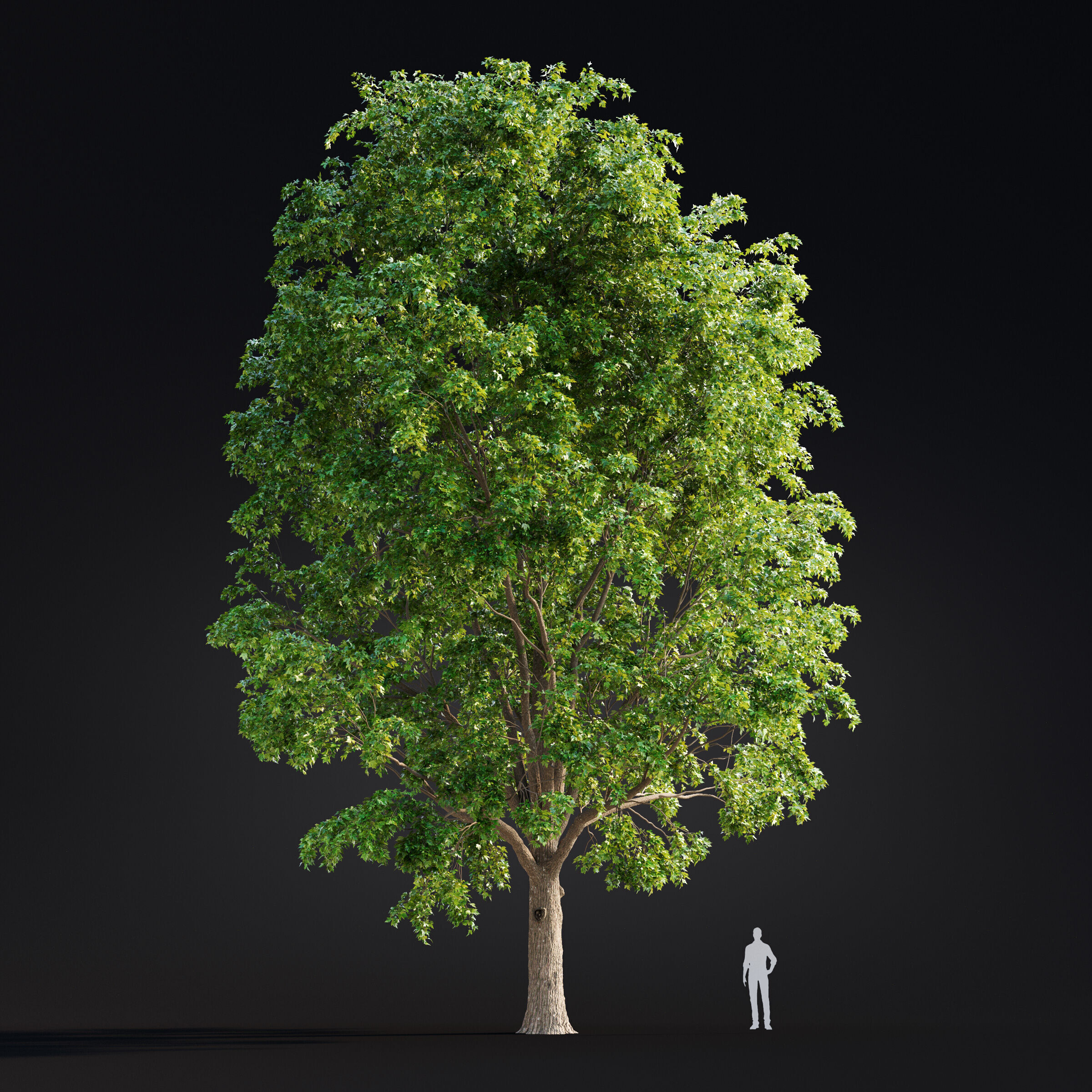 Archmodels vol 299 - summer and autumn trees 3D model_24