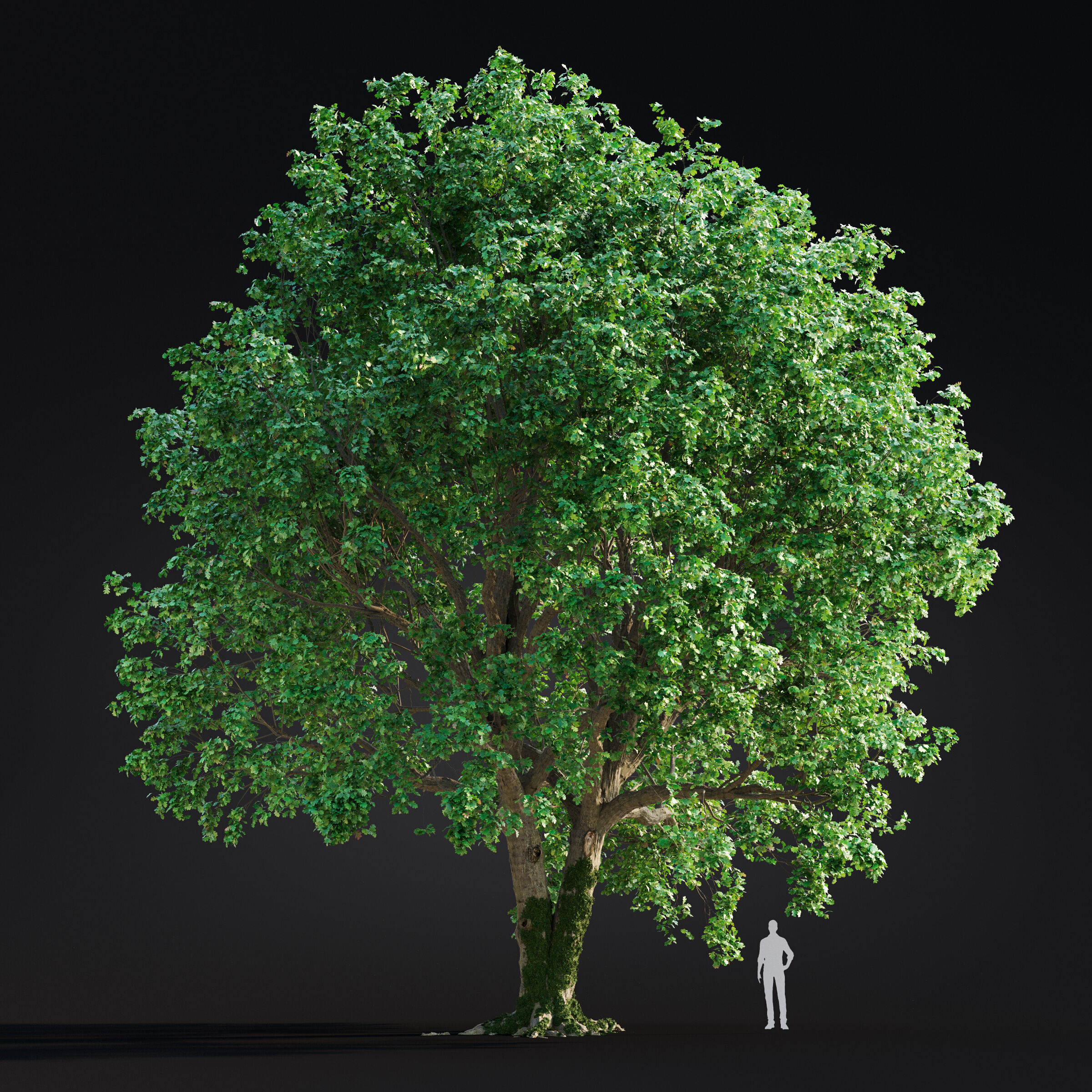 Archmodels vol 299 - summer and autumn trees 3D model_8