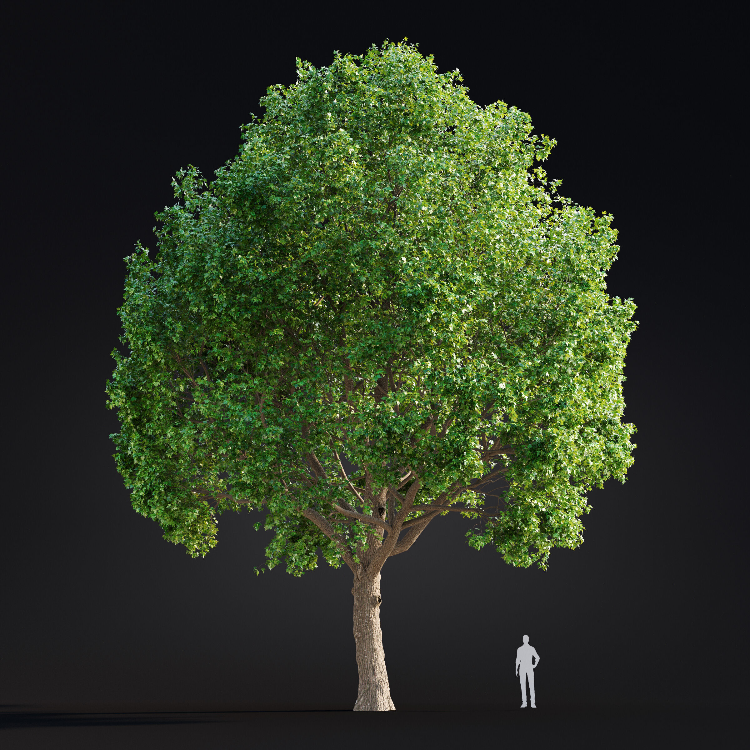 Archmodels vol 299 - summer and autumn trees 3D model_22
